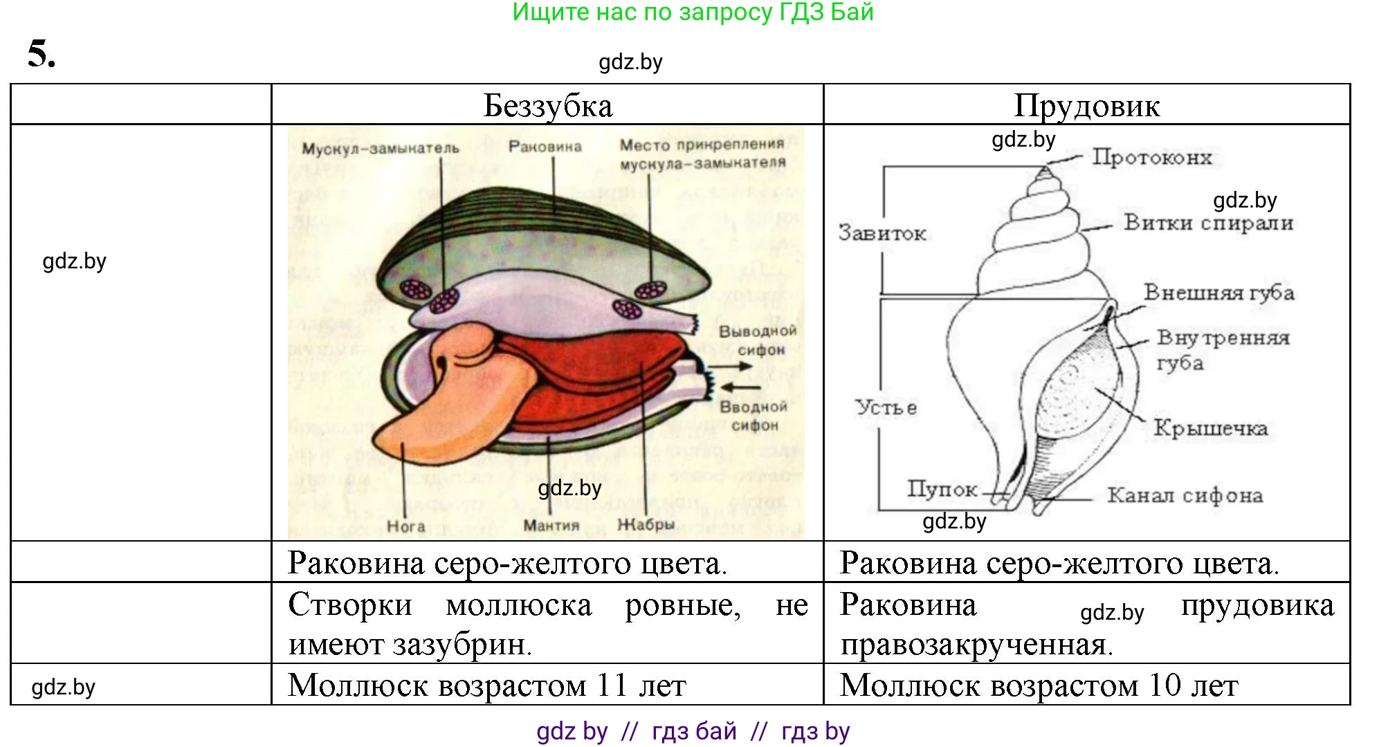 Биология, 8 класс тетрадь для экскусрий, лабораторных и практических работ, автор: Рогожников Олег Николаевич, издательство Сэр-Вит, Минск, 2021, сиреневого цвета, страница 7, номер 5, Решение