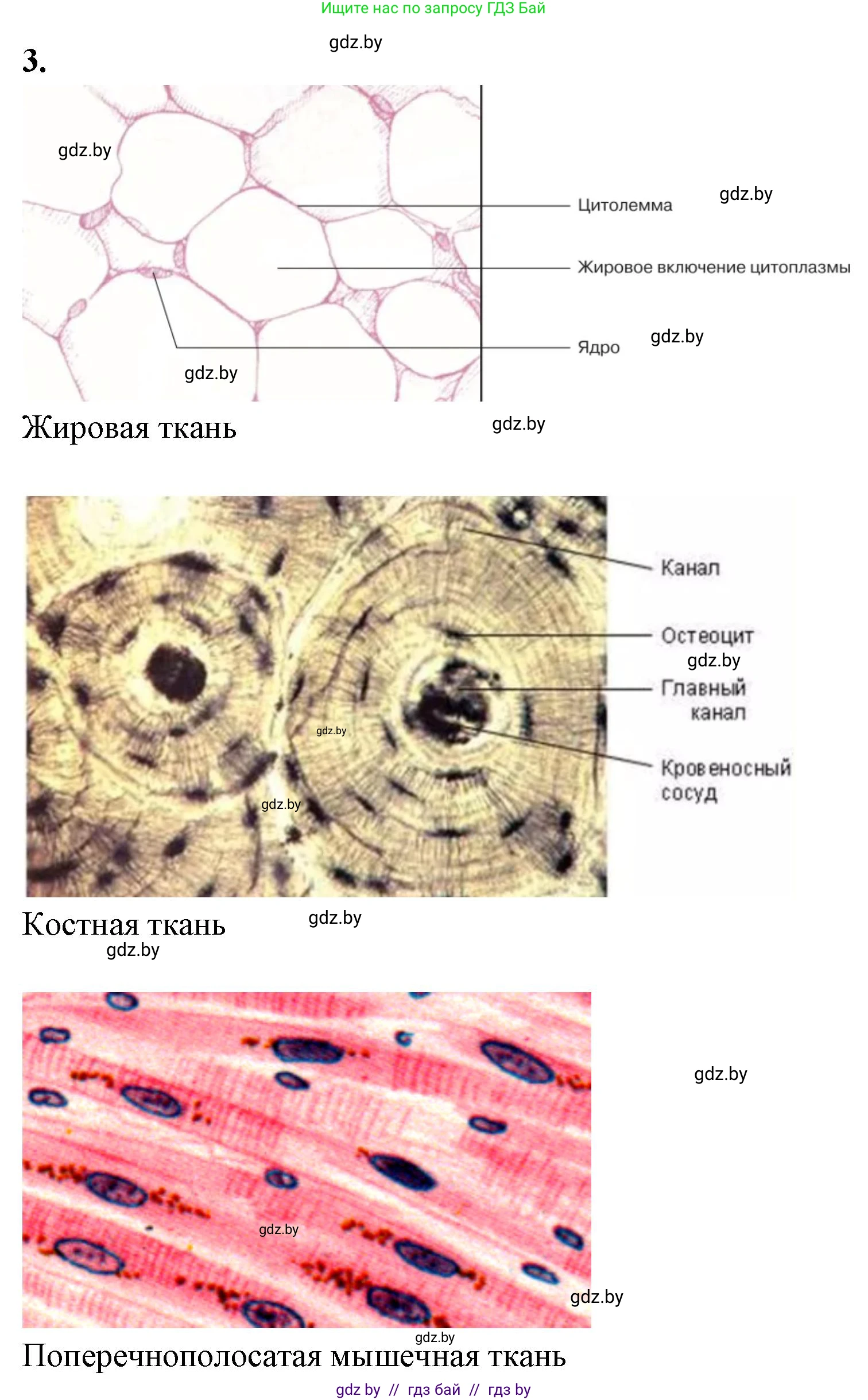 Биология, 9 класс Тетрадь для лабораторных и практических работ, авторы: Борисов Олег Леонидович, Антипенко Алеся Анатольевна, издательство Аверсэв, Минск, 2023, страница 4, номер 3, Решение