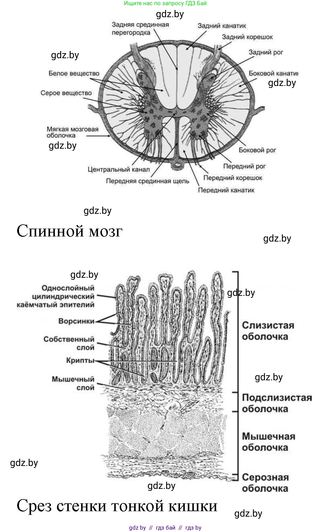 Биология, 9 класс Тетрадь для лабораторных и практических работ, авторы: Борисов Олег Леонидович, Антипенко Алеся Анатольевна, издательство Аверсэв, Минск, 2023, страница 4, номер 3, Решение (продолжение 2)