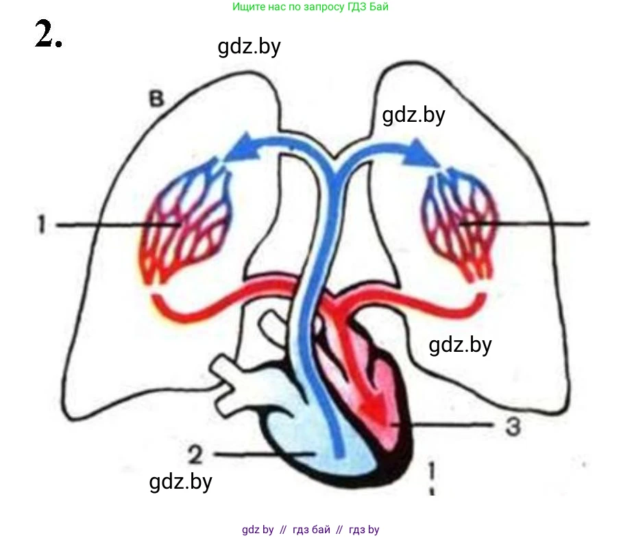 Биология, 9 класс рабочая тетрадь, авторы: Борисов Олег Леонидович, Антипенко Алеся Анатольевна, Мащенко Михаил Васильевич, издательство Аверсэв, Минск, 2019, салатового цвета, страница 62, номер 2, Решение