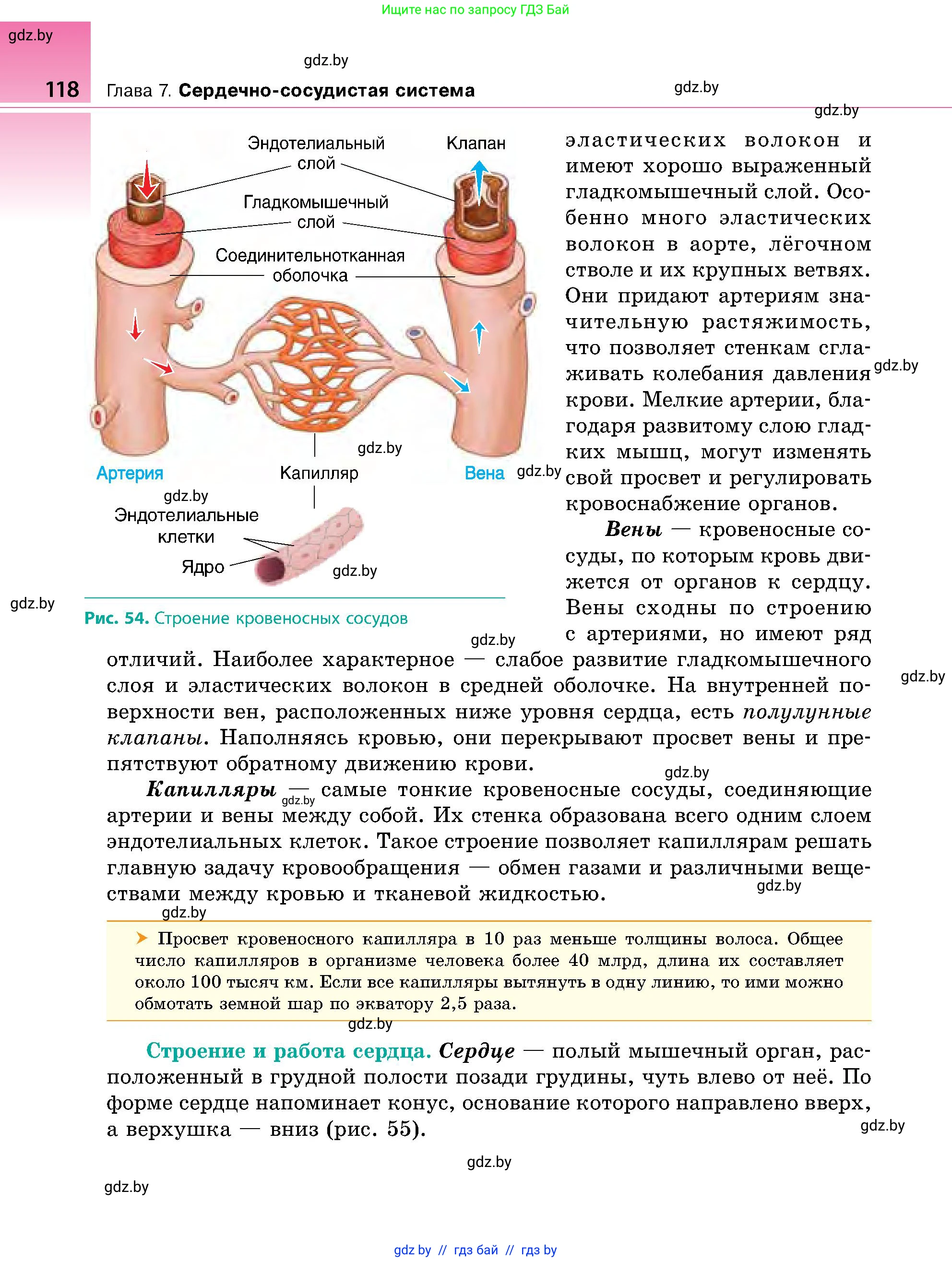 Биология, 9 класс Учебник, авторы: Борисов Олег Леонидович, Антипенко Алеся Анатольевна, Рогожников Олег Николаевич, издательство Адукацыя i выхаванне, Минск, 2025, бирюзового цвета, страница 118