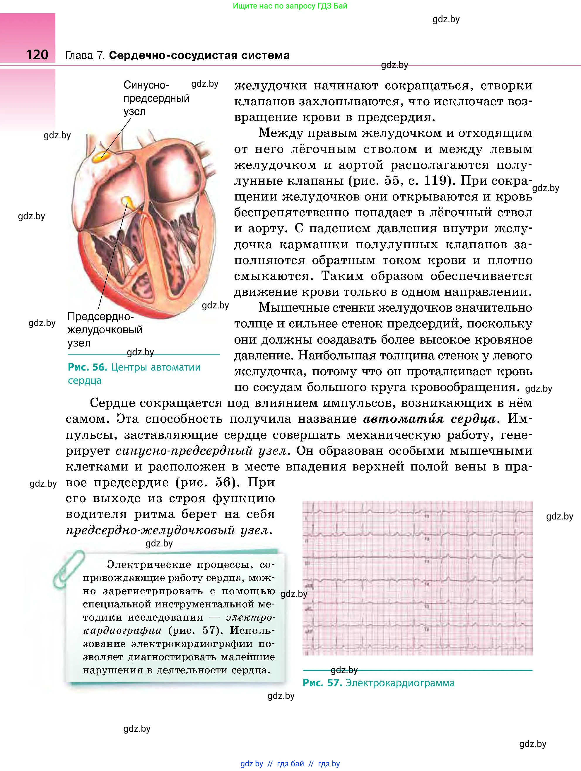 Биология, 9 класс Учебник, авторы: Борисов Олег Леонидович, Антипенко Алеся Анатольевна, Рогожников Олег Николаевич, издательство Адукацыя i выхаванне, Минск, 2025, бирюзового цвета, страница 120