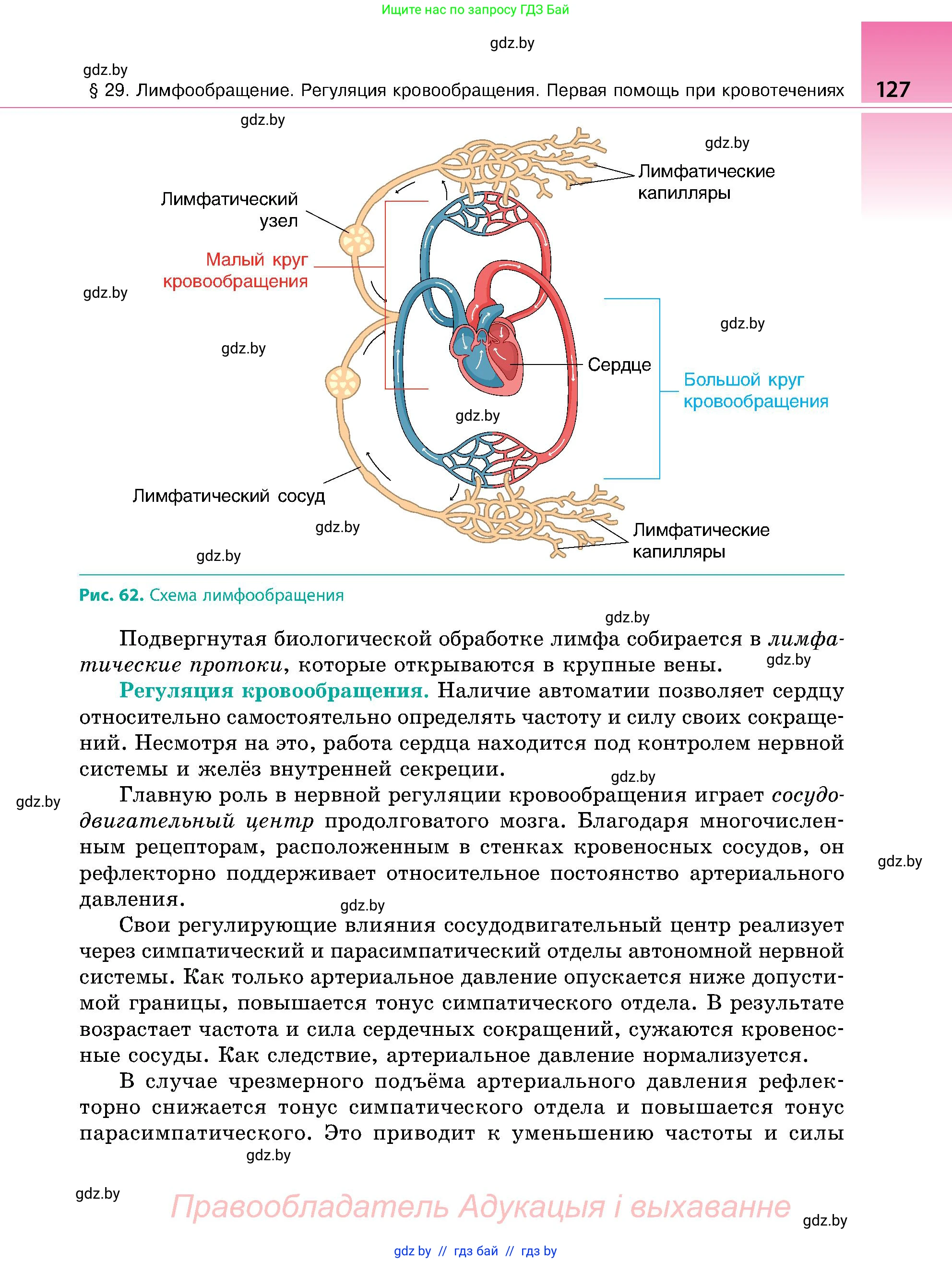 Биология, 9 класс Учебник, авторы: Борисов Олег Леонидович, Антипенко Алеся Анатольевна, Рогожников Олег Николаевич, издательство Адукацыя i выхаванне, Минск, 2025, бирюзового цвета, страница 127