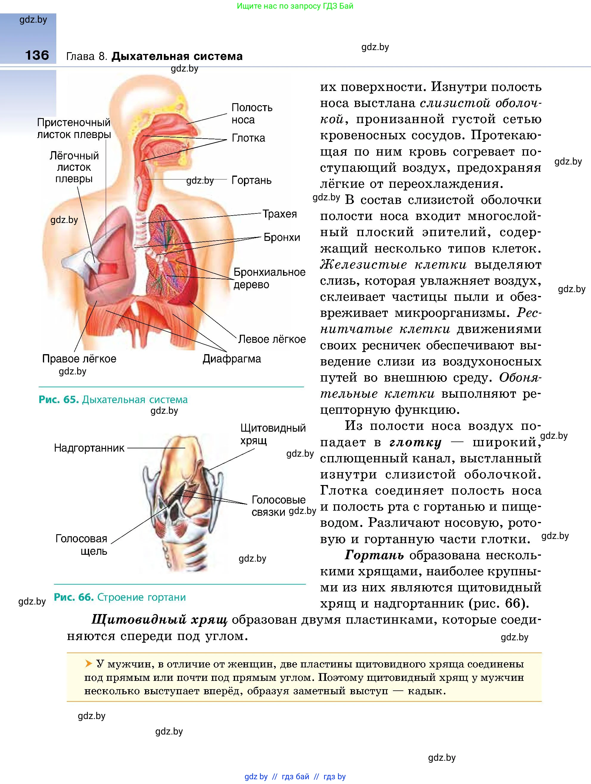 Биология, 9 класс Учебник, авторы: Борисов Олег Леонидович, Антипенко Алеся Анатольевна, Рогожников Олег Николаевич, издательство Адукацыя i выхаванне, Минск, 2025, бирюзового цвета, страница 136