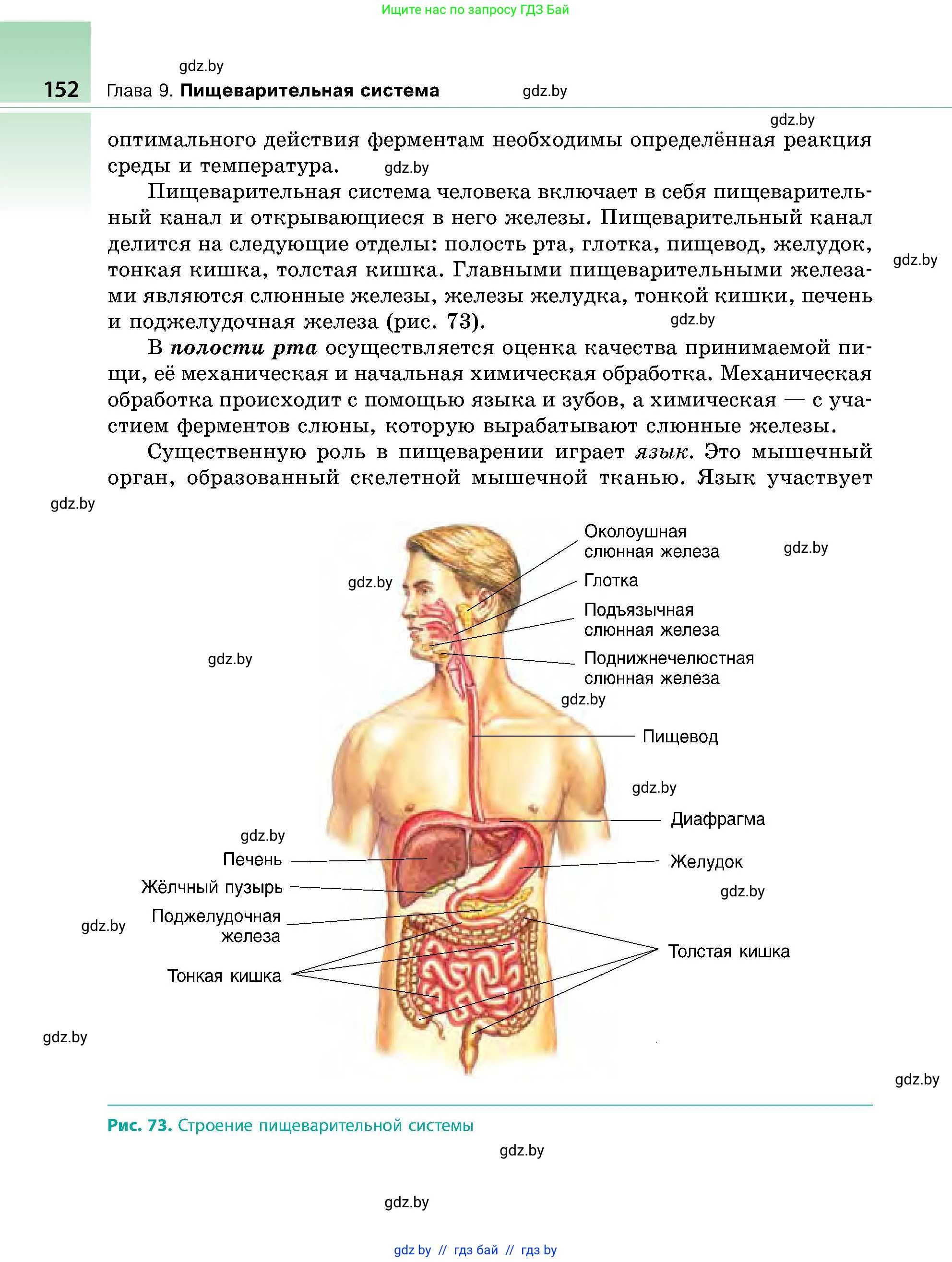Биология, 9 класс Учебник, авторы: Борисов Олег Леонидович, Антипенко Алеся Анатольевна, Рогожников Олег Николаевич, издательство Адукацыя i выхаванне, Минск, 2025, бирюзового цвета, страница 152