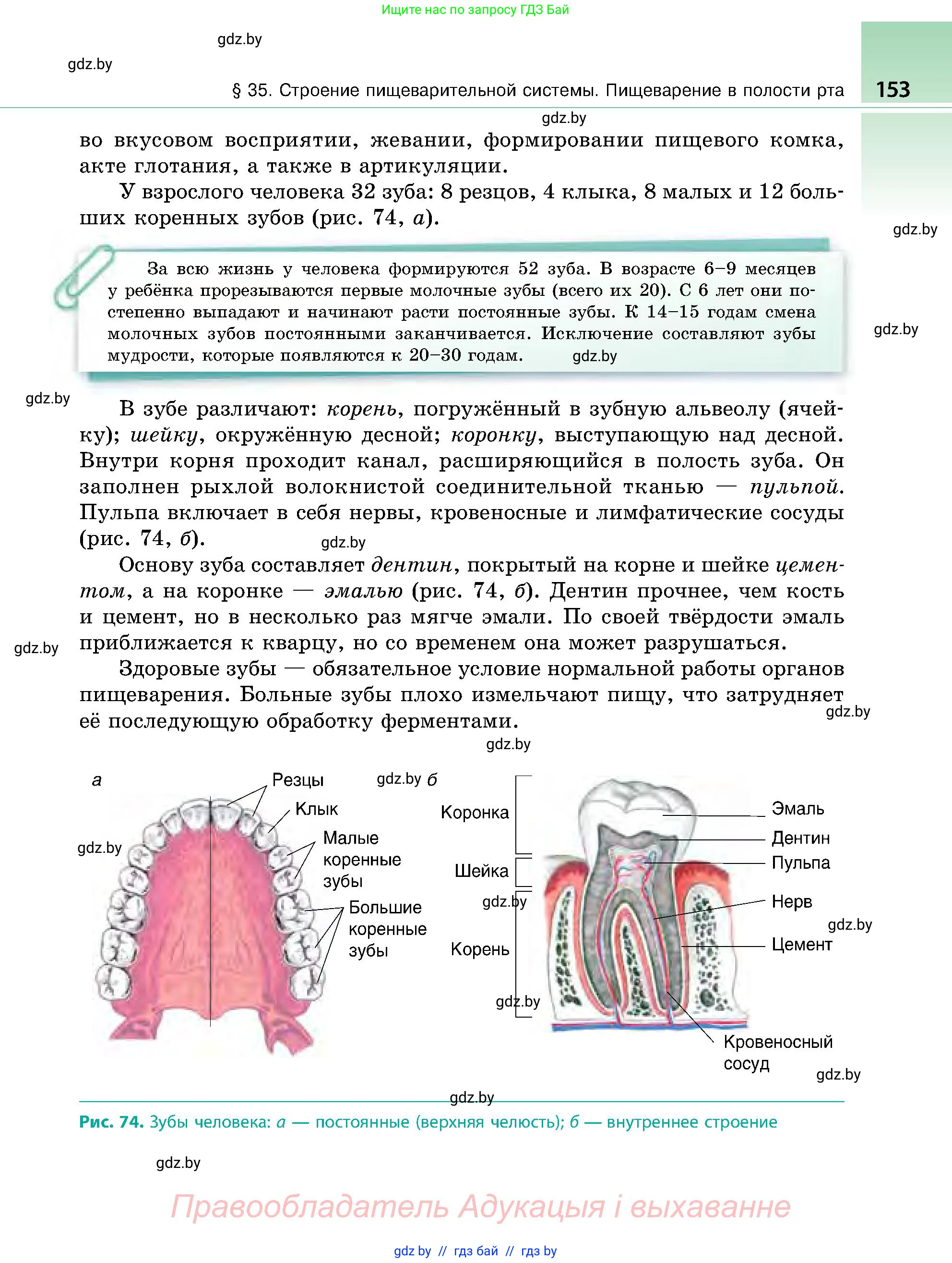 Биология, 9 класс Учебник, авторы: Борисов Олег Леонидович, Антипенко Алеся Анатольевна, Рогожников Олег Николаевич, издательство Адукацыя i выхаванне, Минск, 2025, бирюзового цвета, страница 153