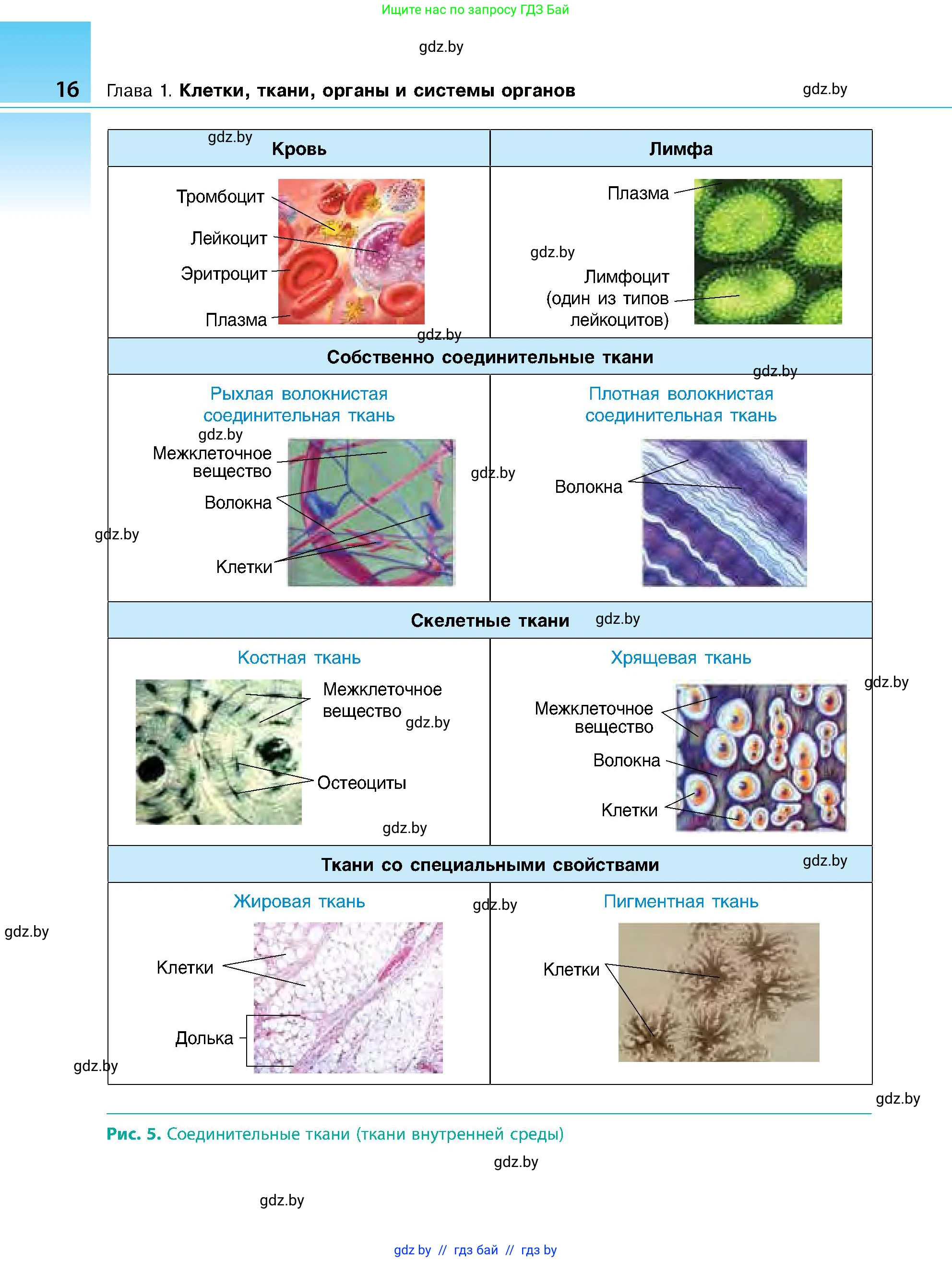 Биология, 9 класс Учебник, авторы: Борисов Олег Леонидович, Антипенко Алеся Анатольевна, Рогожников Олег Николаевич, издательство Адукацыя i выхаванне, Минск, 2025, бирюзового цвета, страница 16