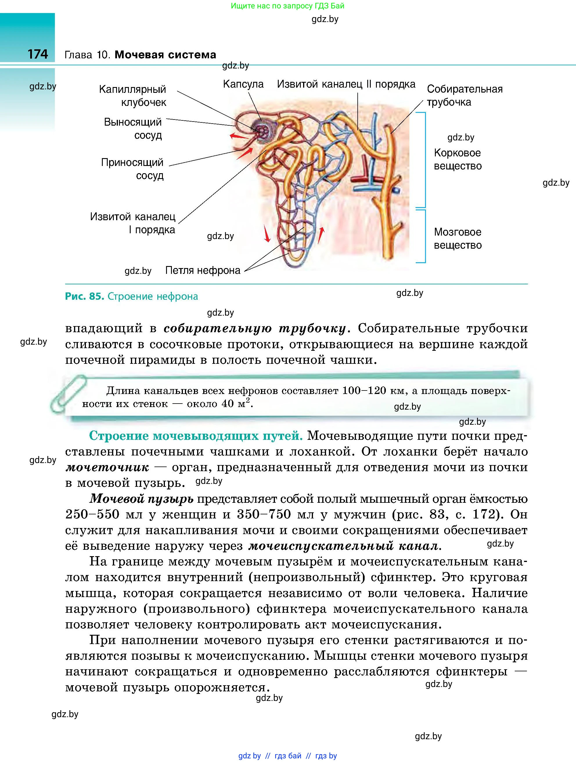 Биология, 9 класс Учебник, авторы: Борисов Олег Леонидович, Антипенко Алеся Анатольевна, Рогожников Олег Николаевич, издательство Адукацыя i выхаванне, Минск, 2025, бирюзового цвета, страница 174