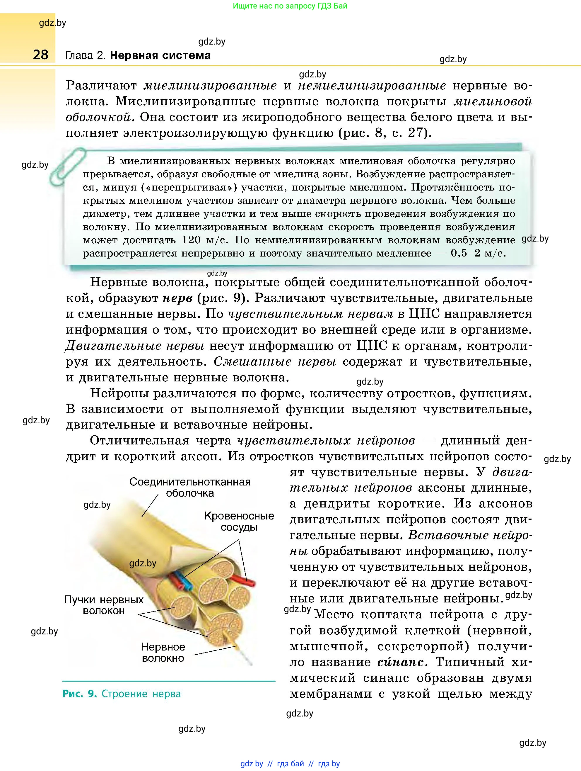 Биология, 9 класс Учебник, авторы: Борисов Олег Леонидович, Антипенко Алеся Анатольевна, Рогожников Олег Николаевич, издательство Адукацыя i выхаванне, Минск, 2025, бирюзового цвета, страница 28