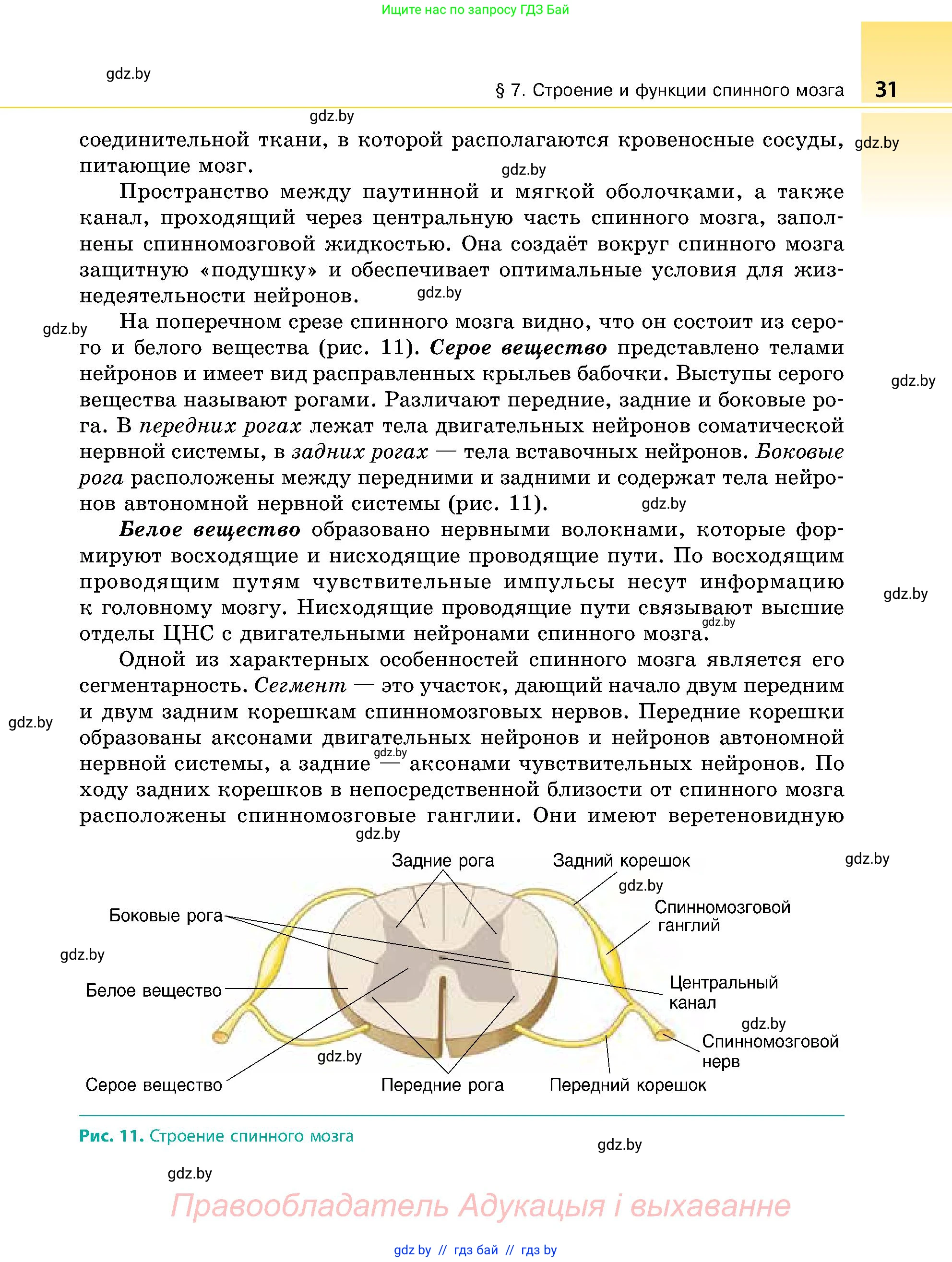 Биология, 9 класс Учебник, авторы: Борисов Олег Леонидович, Антипенко Алеся Анатольевна, Рогожников Олег Николаевич, издательство Адукацыя i выхаванне, Минск, 2025, бирюзового цвета, страница 31