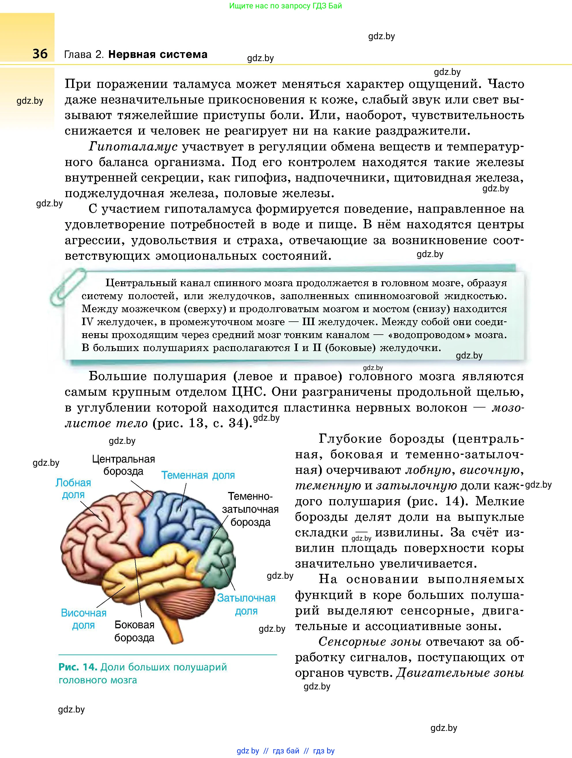 Биология, 9 класс Учебник, авторы: Борисов Олег Леонидович, Антипенко Алеся Анатольевна, Рогожников Олег Николаевич, издательство Адукацыя i выхаванне, Минск, 2025, бирюзового цвета, страница 36