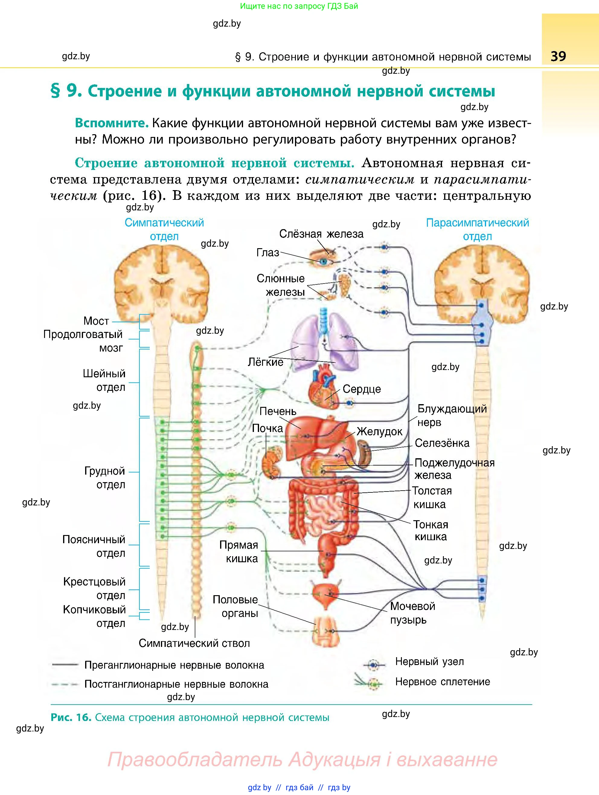 Биология, 9 класс Учебник, авторы: Борисов Олег Леонидович, Антипенко Алеся Анатольевна, Рогожников Олег Николаевич, издательство Адукацыя i выхаванне, Минск, 2025, бирюзового цвета, страница 39