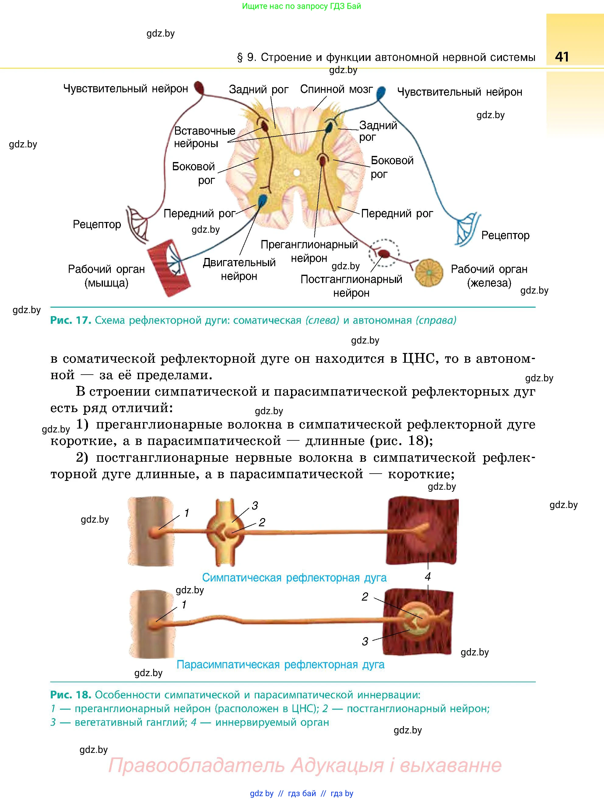 Биология, 9 класс Учебник, авторы: Борисов Олег Леонидович, Антипенко Алеся Анатольевна, Рогожников Олег Николаевич, издательство Адукацыя i выхаванне, Минск, 2025, бирюзового цвета, страница 41