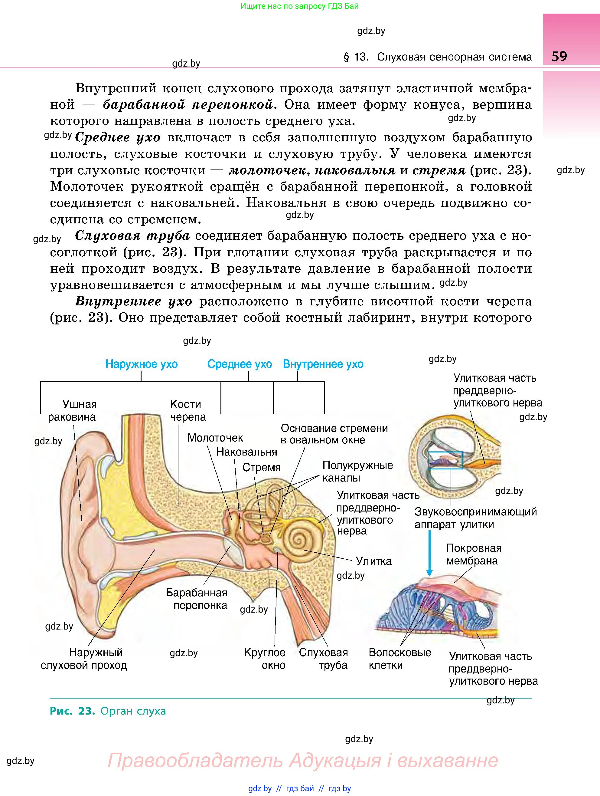 Биология, 9 класс Учебник, авторы: Борисов Олег Леонидович, Антипенко Алеся Анатольевна, Рогожников Олег Николаевич, издательство Адукацыя i выхаванне, Минск, 2025, бирюзового цвета, страница 59