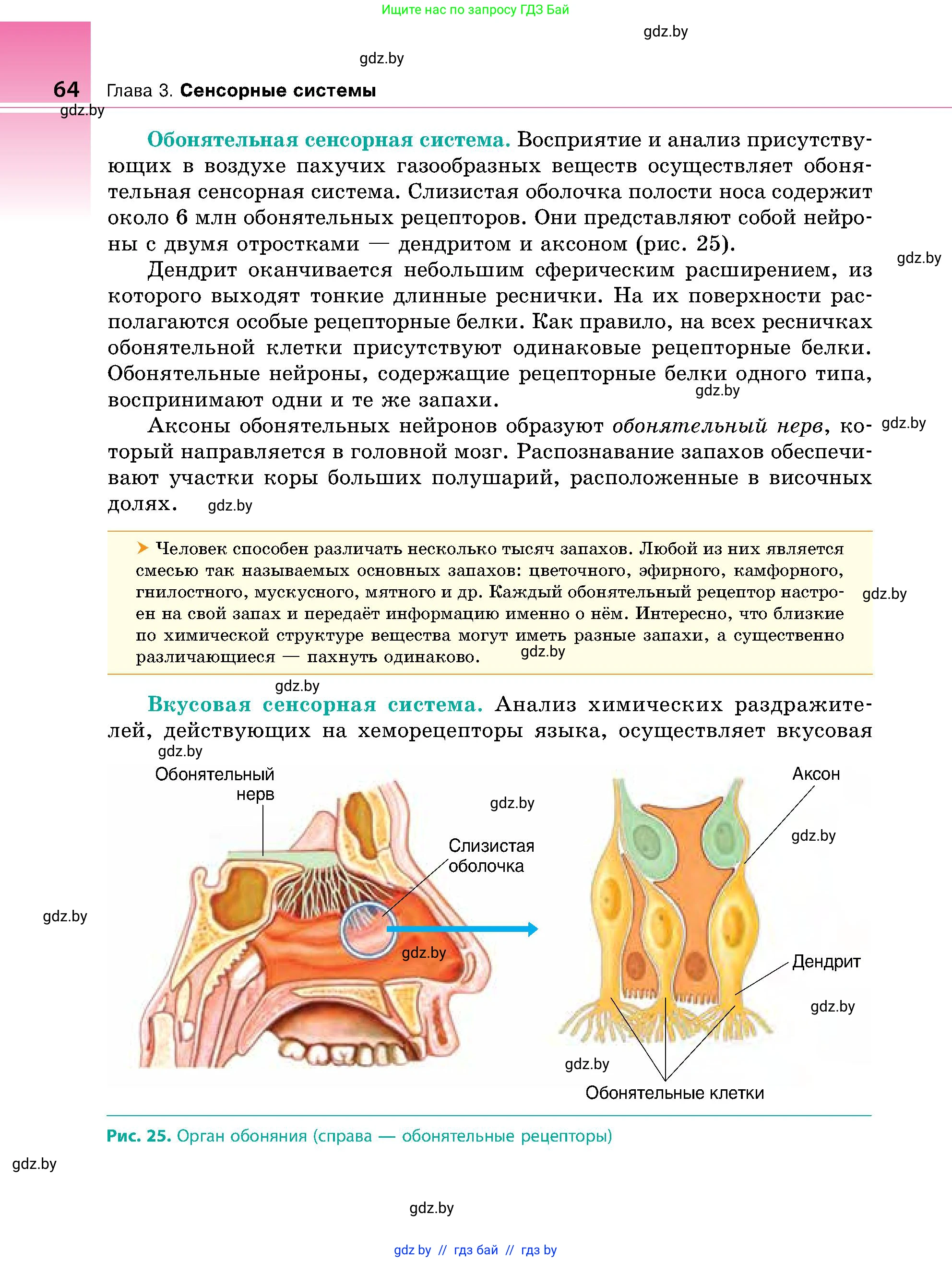 Биология, 9 класс Учебник, авторы: Борисов Олег Леонидович, Антипенко Алеся Анатольевна, Рогожников Олег Николаевич, издательство Адукацыя i выхаванне, Минск, 2025, бирюзового цвета, страница 64