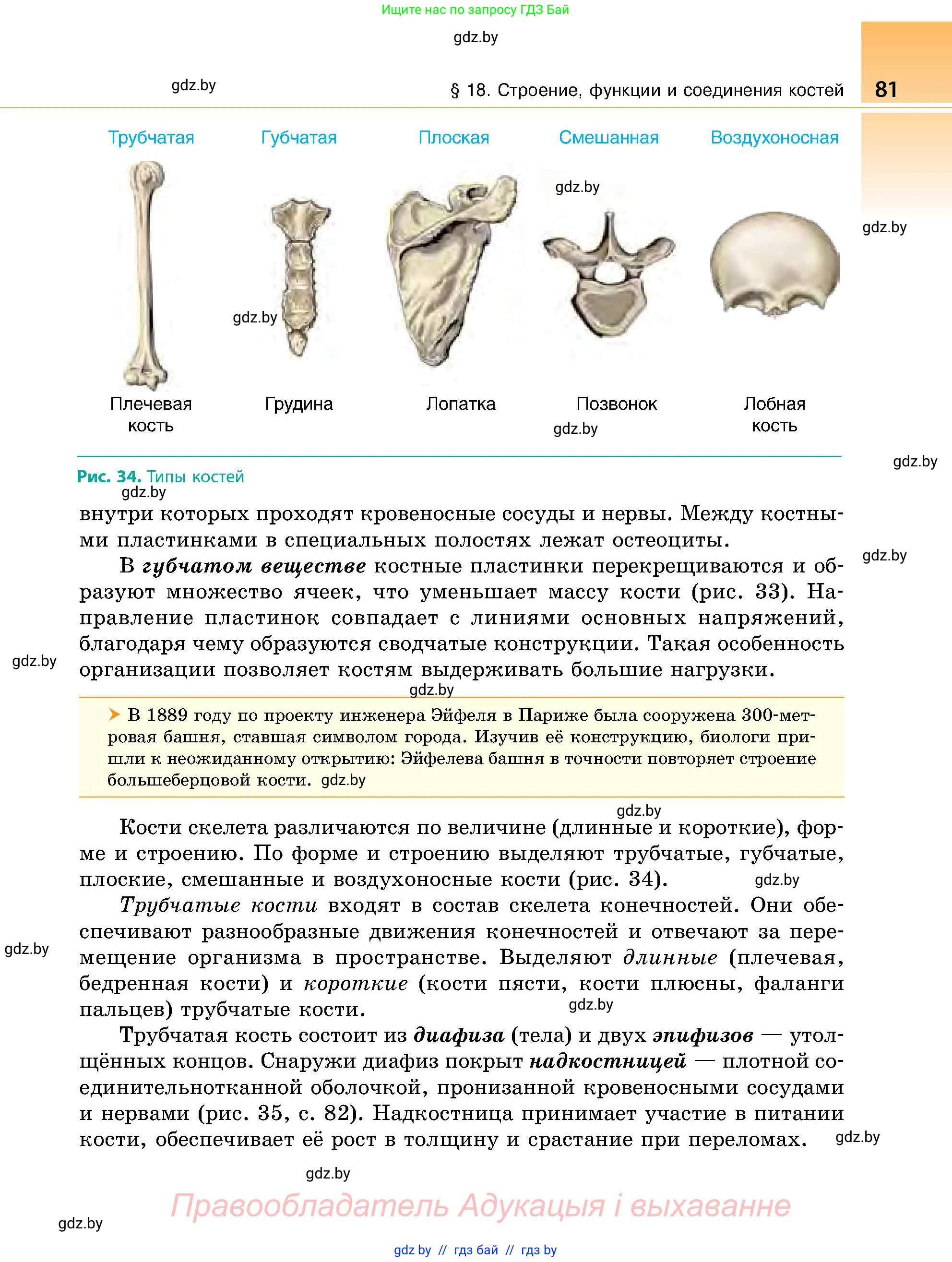 Биология, 9 класс Учебник, авторы: Борисов Олег Леонидович, Антипенко Алеся Анатольевна, Рогожников Олег Николаевич, издательство Адукацыя i выхаванне, Минск, 2025, бирюзового цвета, страница 81