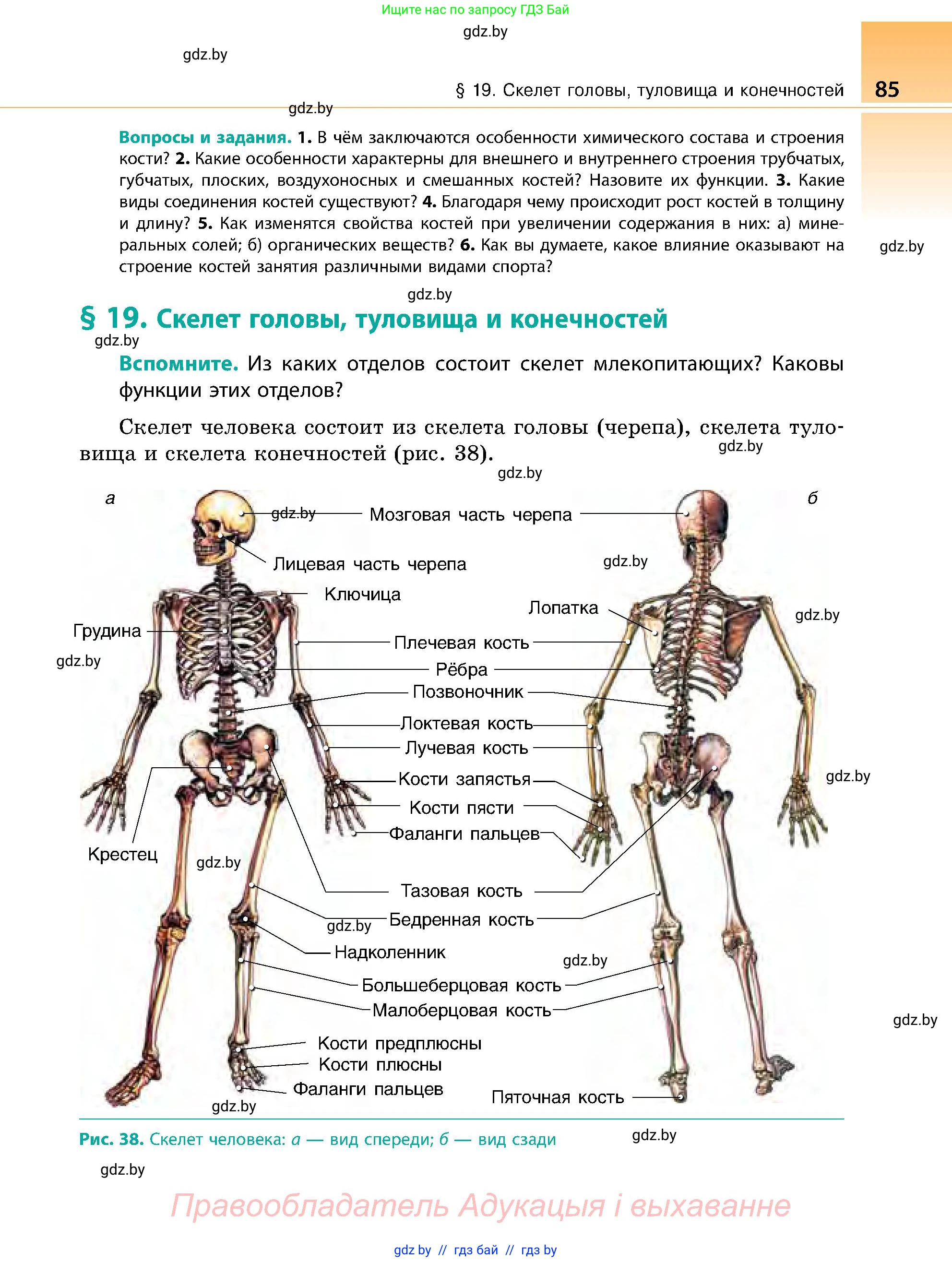 Биология, 9 класс Учебник, авторы: Борисов Олег Леонидович, Антипенко Алеся Анатольевна, Рогожников Олег Николаевич, издательство Адукацыя i выхаванне, Минск, 2025, бирюзового цвета, страница 85