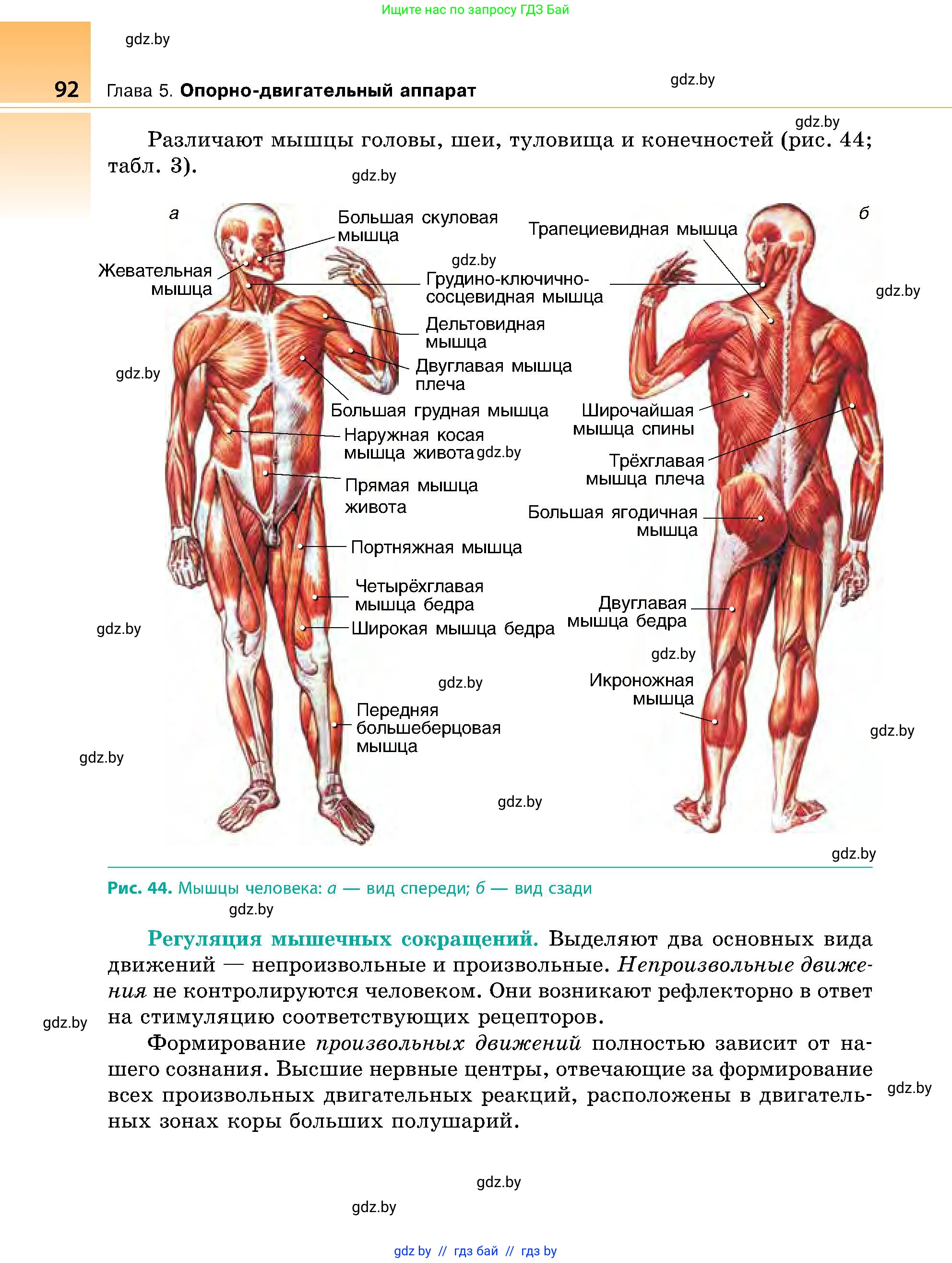 Биология, 9 класс Учебник, авторы: Борисов Олег Леонидович, Антипенко Алеся Анатольевна, Рогожников Олег Николаевич, издательство Адукацыя i выхаванне, Минск, 2025, бирюзового цвета, страница 92