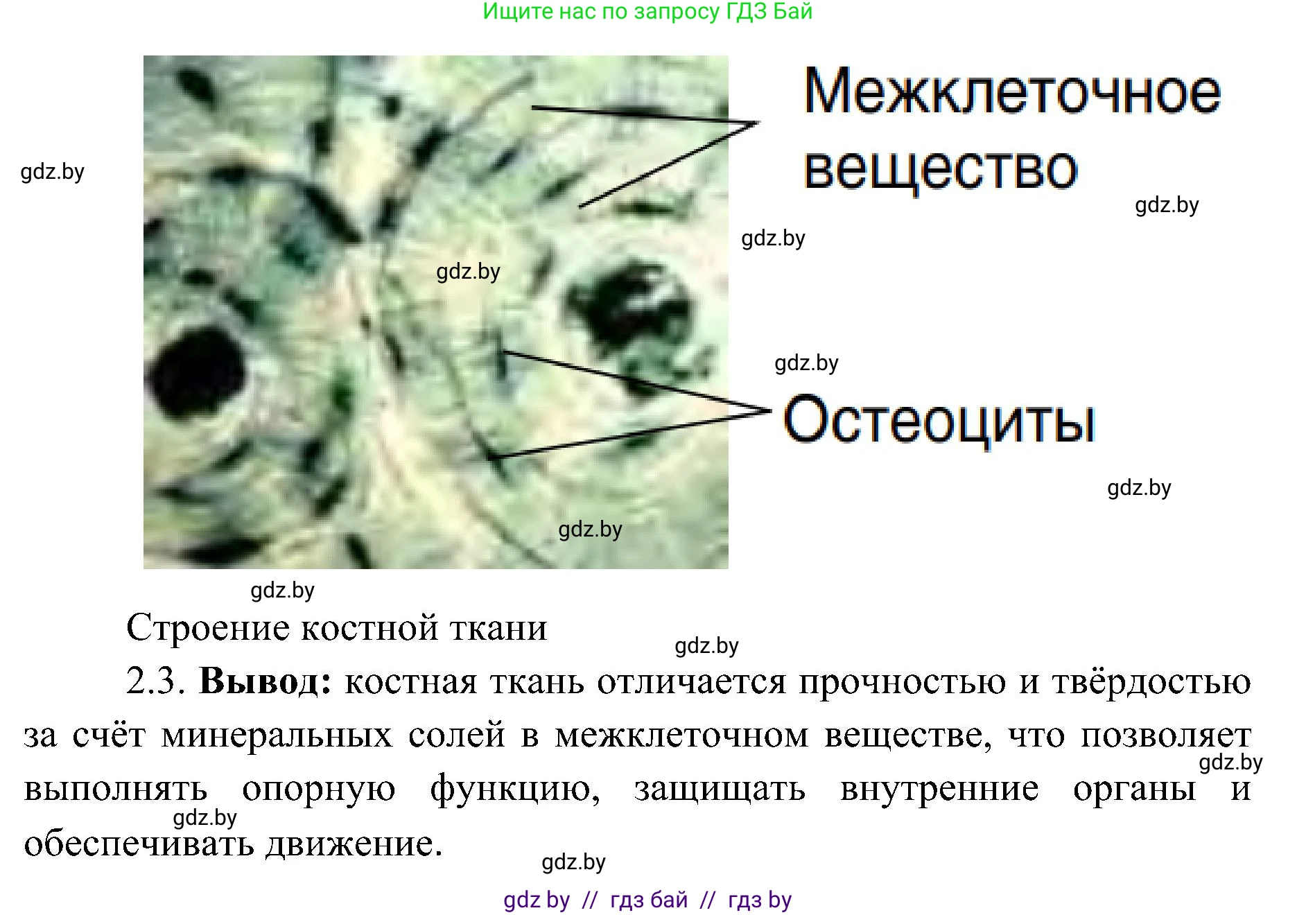 Биология, 9 класс Учебник, авторы: Борисов Олег Леонидович, Антипенко Алеся Анатольевна, Рогожников Олег Николаевич, издательство Адукацыя i выхаванне, Минск, 2025, бирюзового цвета, страница 18, Решение (продолжение 4)
