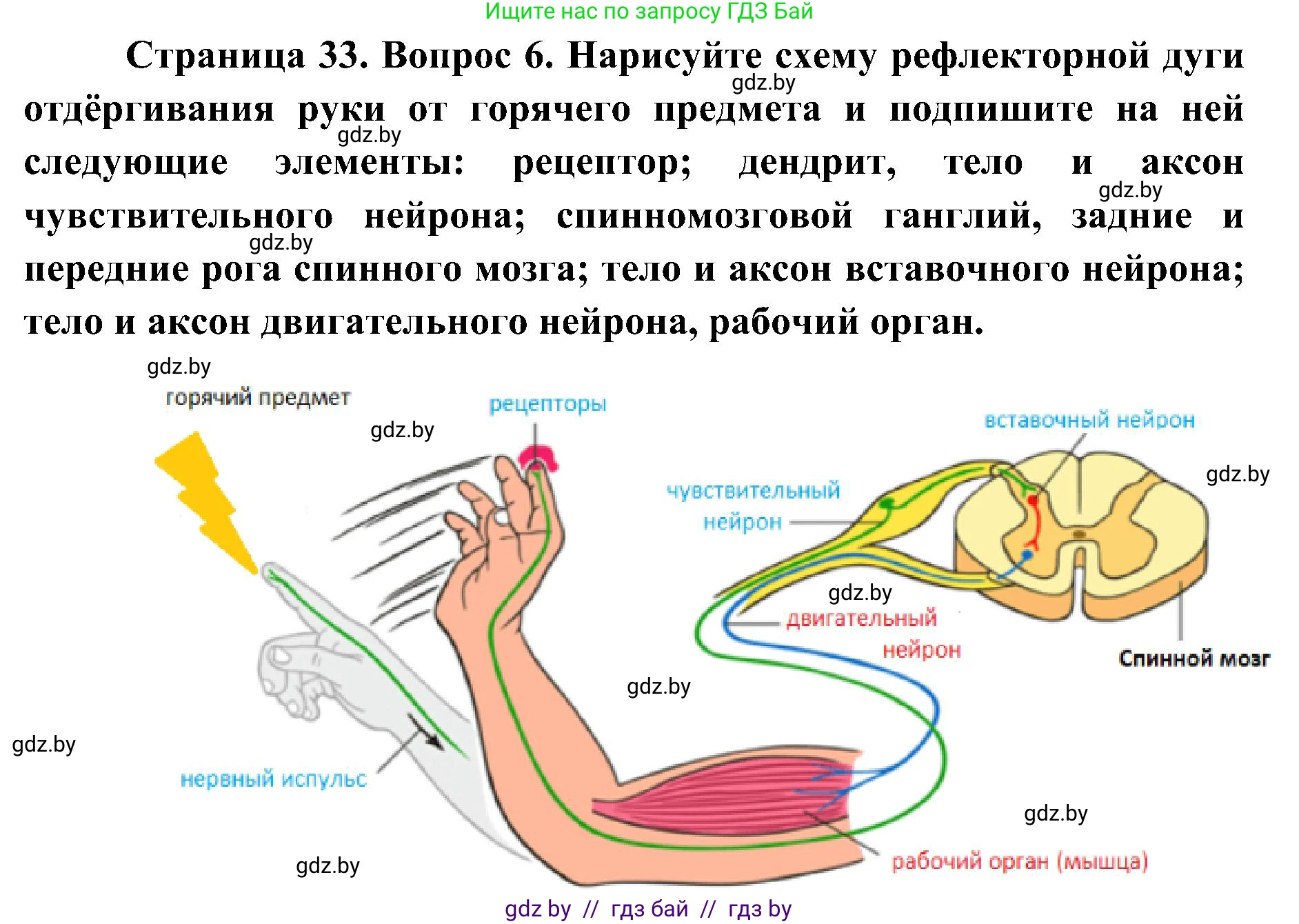 Биология, 9 класс Учебник, авторы: Борисов Олег Леонидович, Антипенко Алеся Анатольевна, Рогожников Олег Николаевич, издательство Адукацыя i выхаванне, Минск, 2025, бирюзового цвета, страница 33, номер 6, Решение
