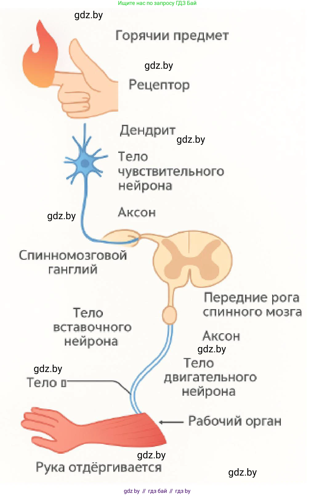 Биология, 9 класс Учебник, авторы: Борисов Олег Леонидович, Антипенко Алеся Анатольевна, Рогожников Олег Николаевич, издательство Адукацыя i выхаванне, Минск, 2025, бирюзового цвета, страница 33, номер 6, Решение (продолжение 2)