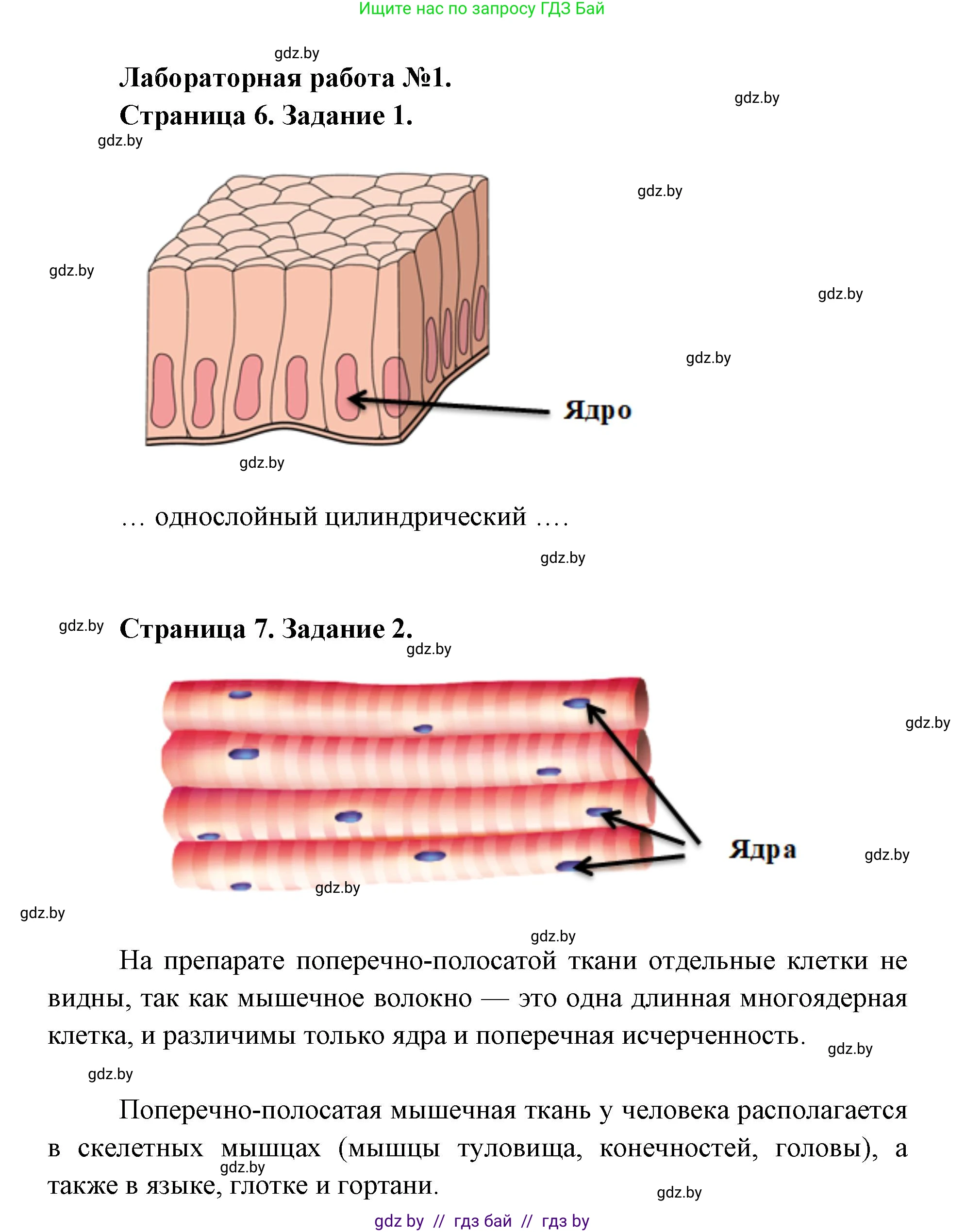 Биология, 9 класс Тетрадь для лабораторных и практических работ, автор: Лисов Николай Дмитриевич, издательство Аверсэв, Минск, 2025, оранжевого цвета, страница 4, Решение 2025