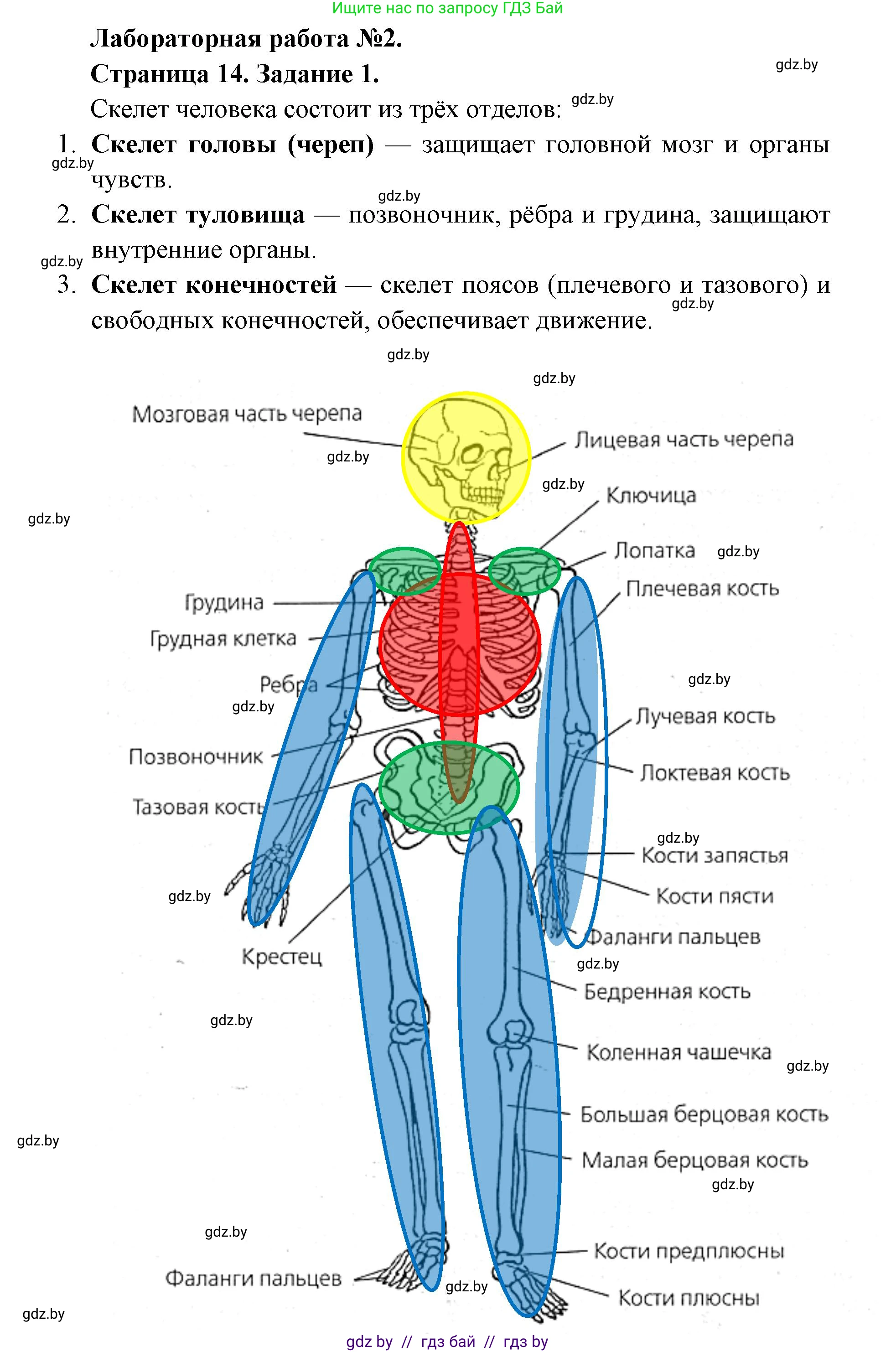 Биология, 9 класс Тетрадь для лабораторных и практических работ, автор: Лисов Николай Дмитриевич, издательство Аверсэв, Минск, 2025, оранжевого цвета, страница 12, Решение 2025
