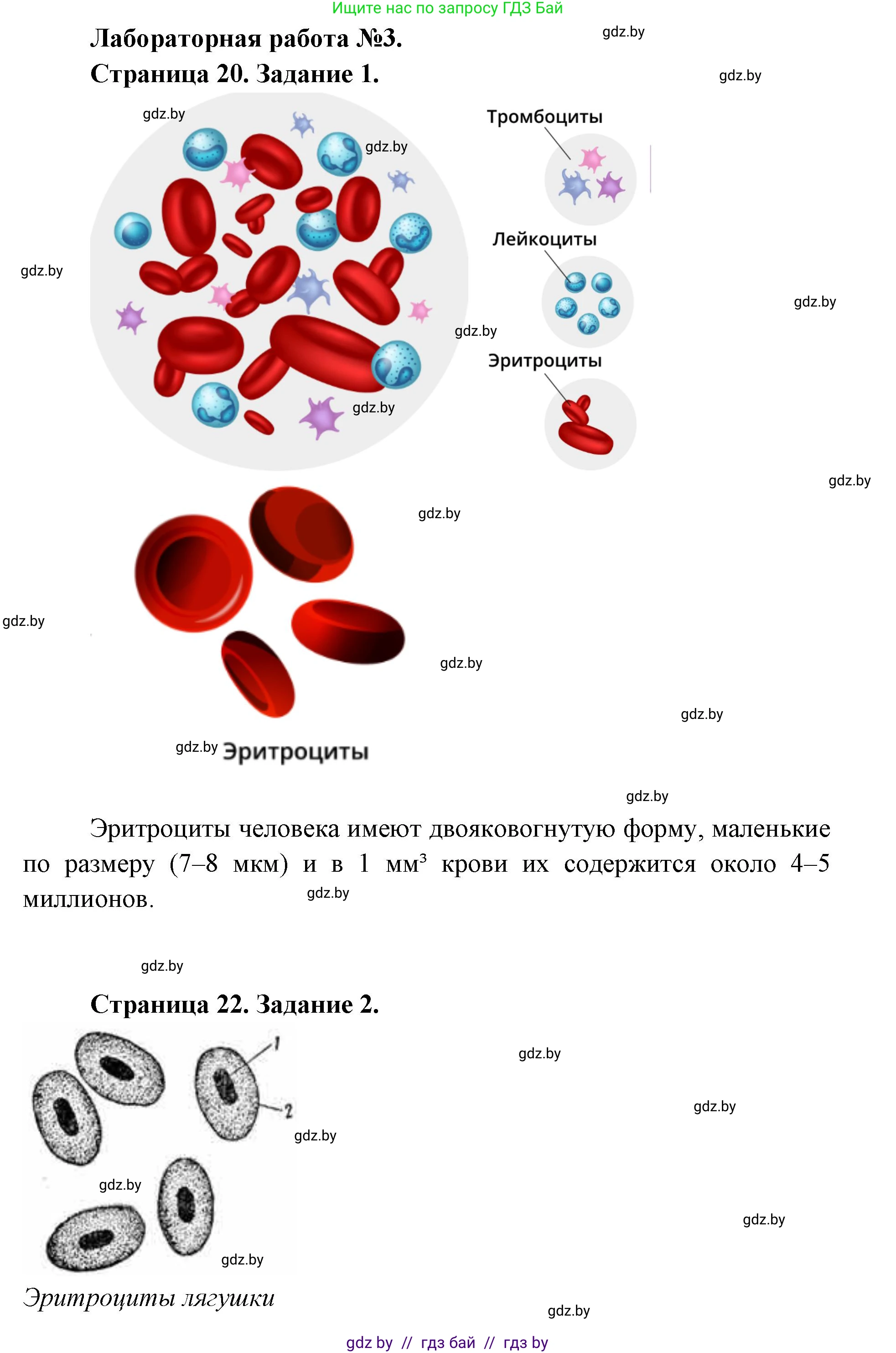 Биология, 9 класс Тетрадь для лабораторных и практических работ, автор: Лисов Николай Дмитриевич, издательство Аверсэв, Минск, 2025, оранжевого цвета, страница 20, Решение 2025
