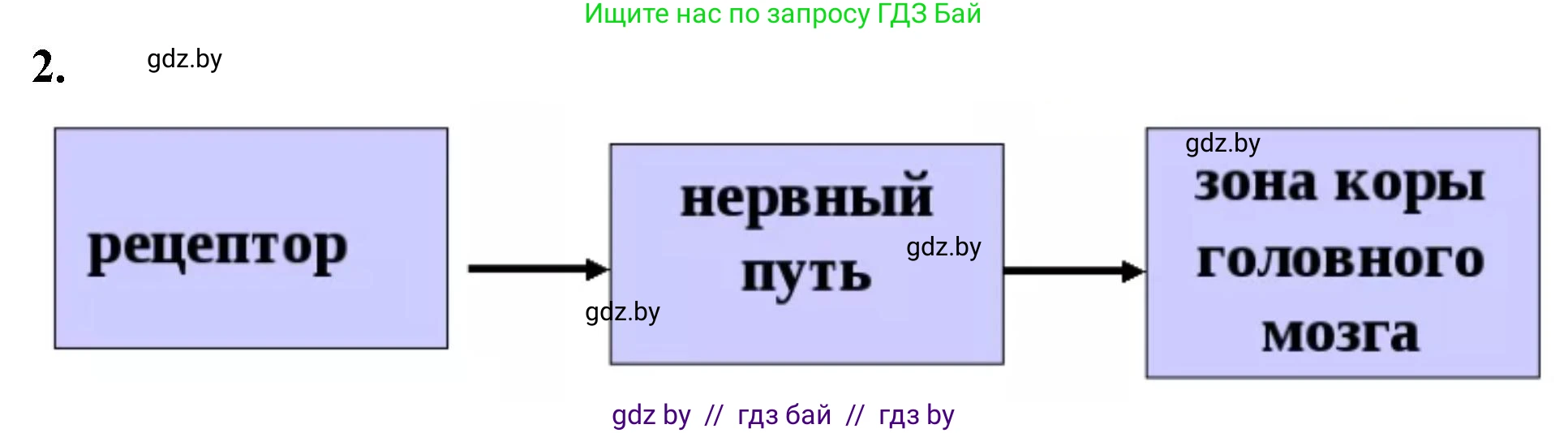 Биология, 9 класс рабочая тетрадь, автор: Лисов Николай Дмитриевич, издательство Аверсэв, Минск, 2021, оранжевого цвета, страница 26, номер 2, Решение