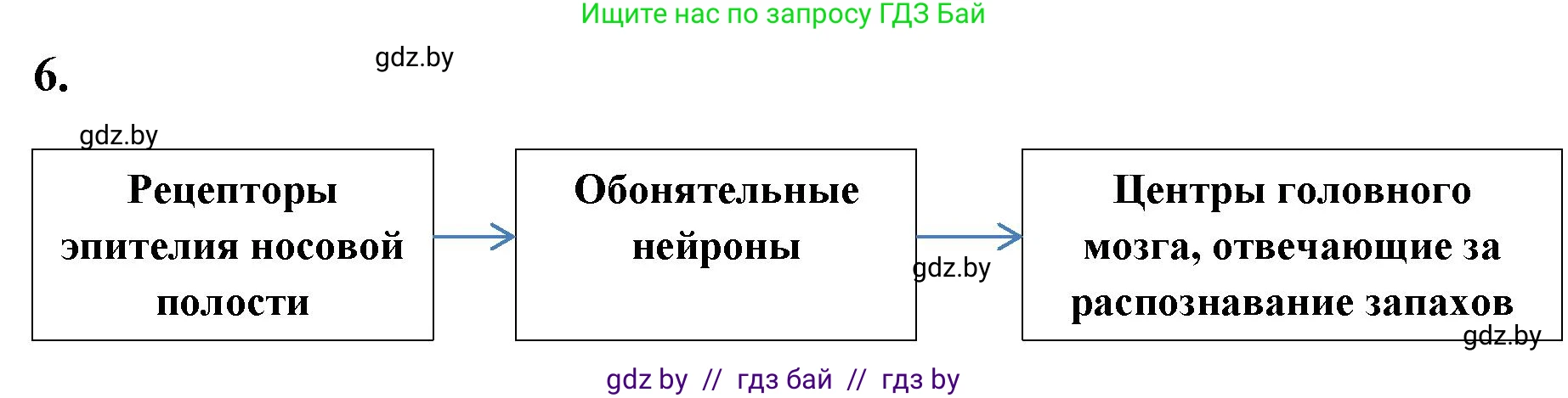 Биология, 9 класс рабочая тетрадь, автор: Лисов Николай Дмитриевич, издательство Аверсэв, Минск, 2021, оранжевого цвета, страница 27, номер 6, Решение