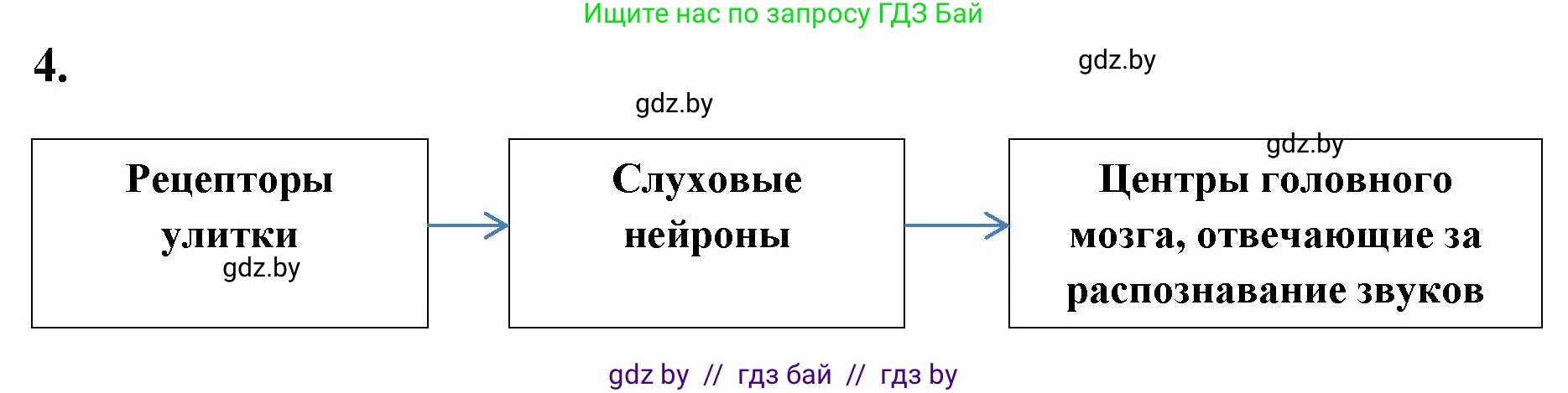 Биология, 9 класс рабочая тетрадь, автор: Лисов Николай Дмитриевич, издательство Аверсэв, Минск, 2021, оранжевого цвета, страница 33, номер 4, Решение