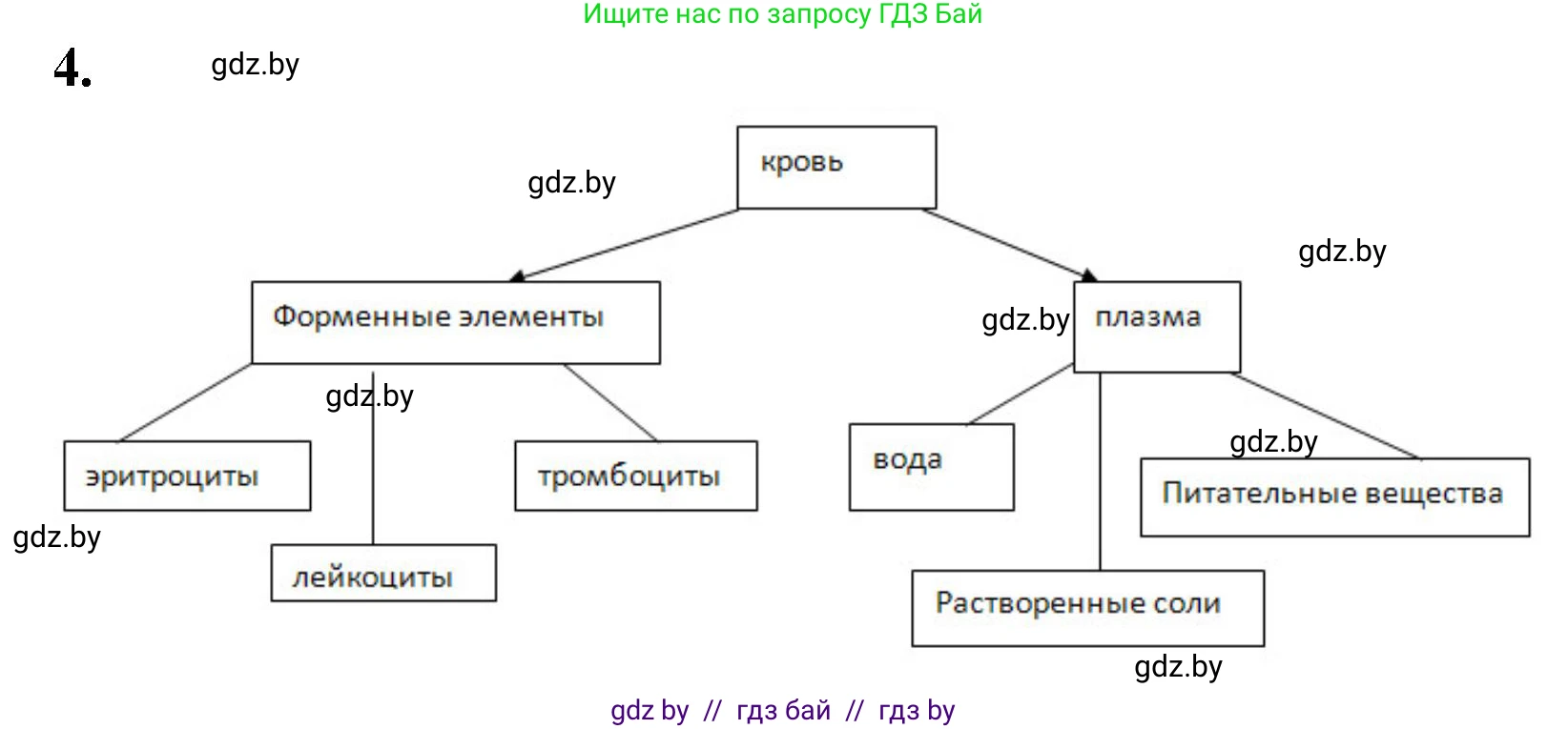 Биология, 9 класс рабочая тетрадь, автор: Лисов Николай Дмитриевич, издательство Аверсэв, Минск, 2021, оранжевого цвета, страница 56, номер 4, Решение