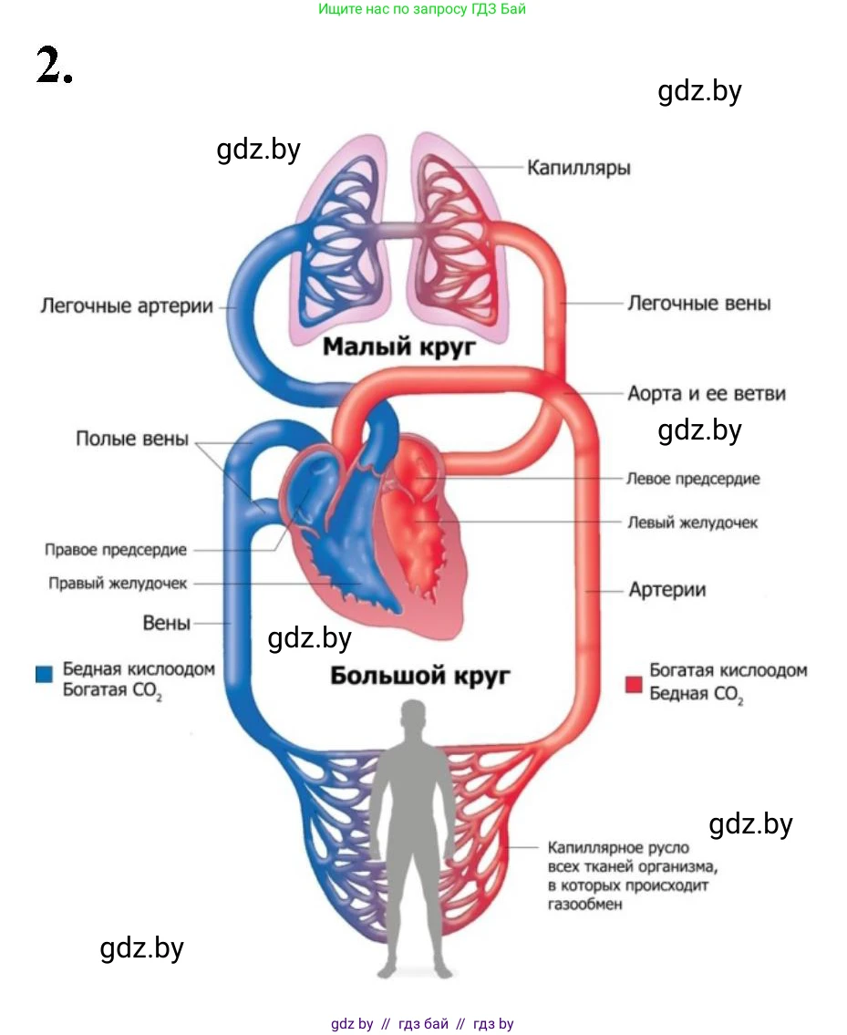 Биология, 9 класс рабочая тетрадь, автор: Лисов Николай Дмитриевич, издательство Аверсэв, Минск, 2021, оранжевого цвета, страница 73, номер 2, Решение