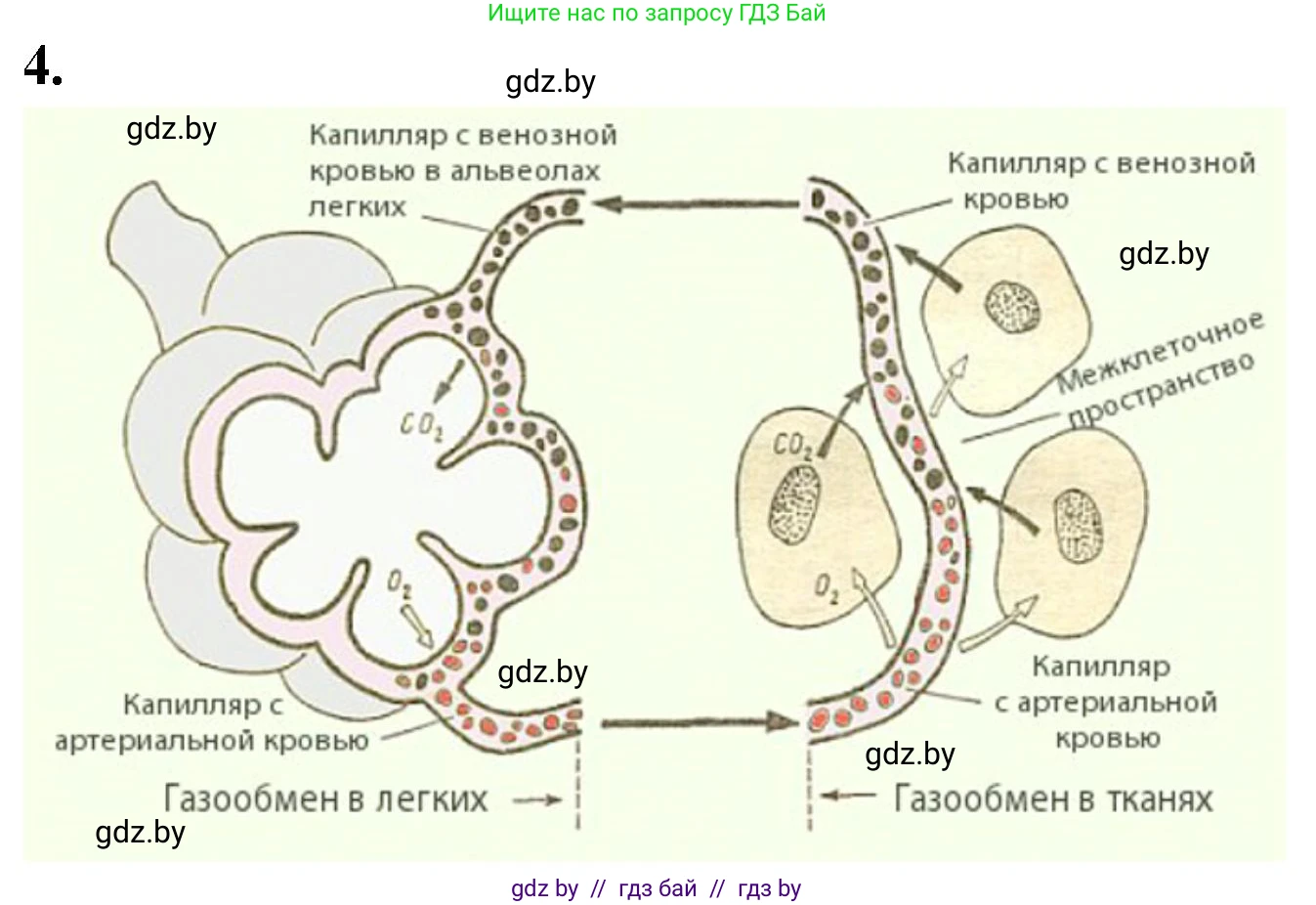 Биология, 9 класс рабочая тетрадь, автор: Лисов Николай Дмитриевич, издательство Аверсэв, Минск, 2021, оранжевого цвета, страница 89, номер 4, Решение
