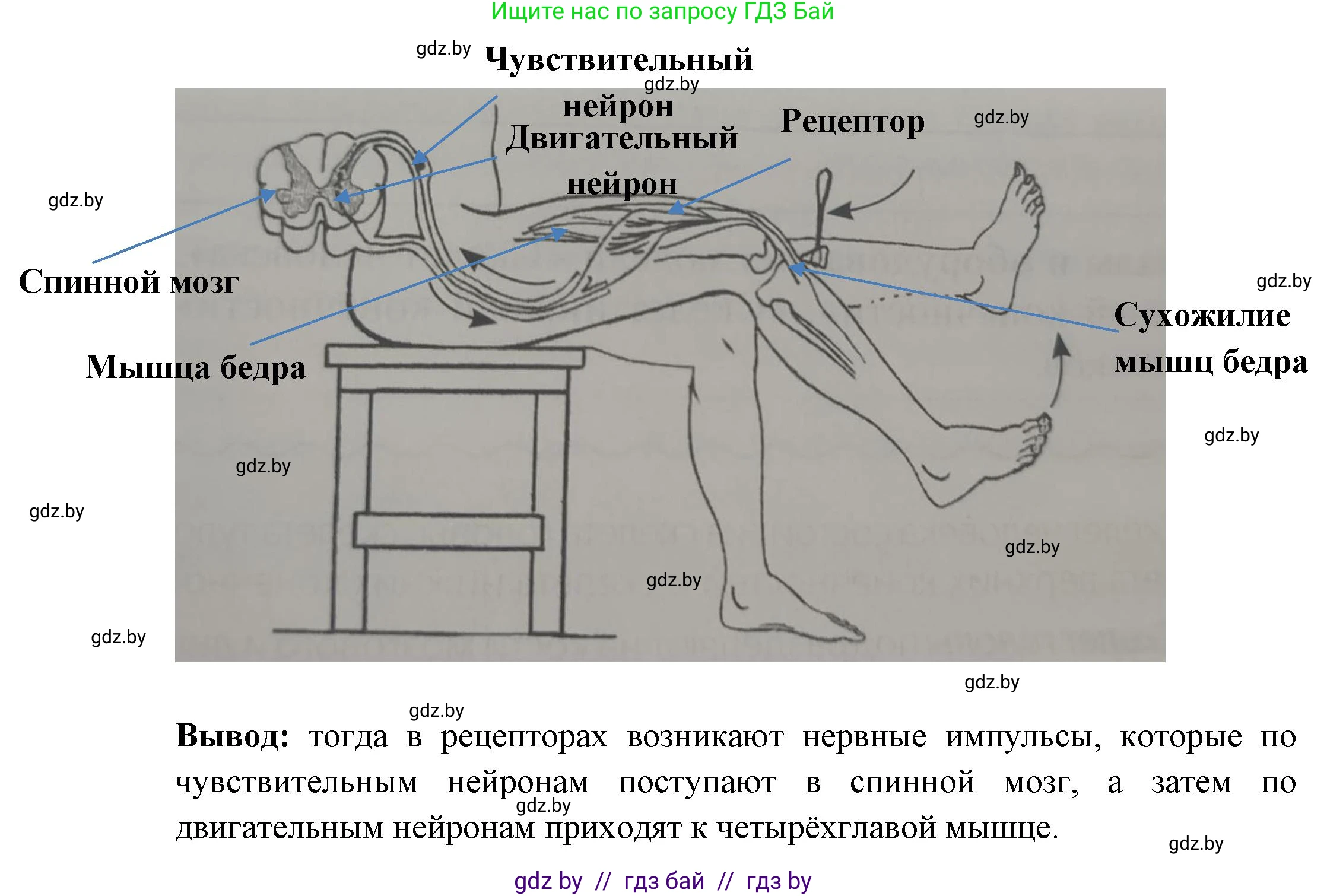 Биология, 9 класс рабочая тетрадь, автор: Лисов Николай Дмитриевич, издательство Аверсэв, Минск, 2021, оранжевого цвета, страница 18, номер 6, Решение