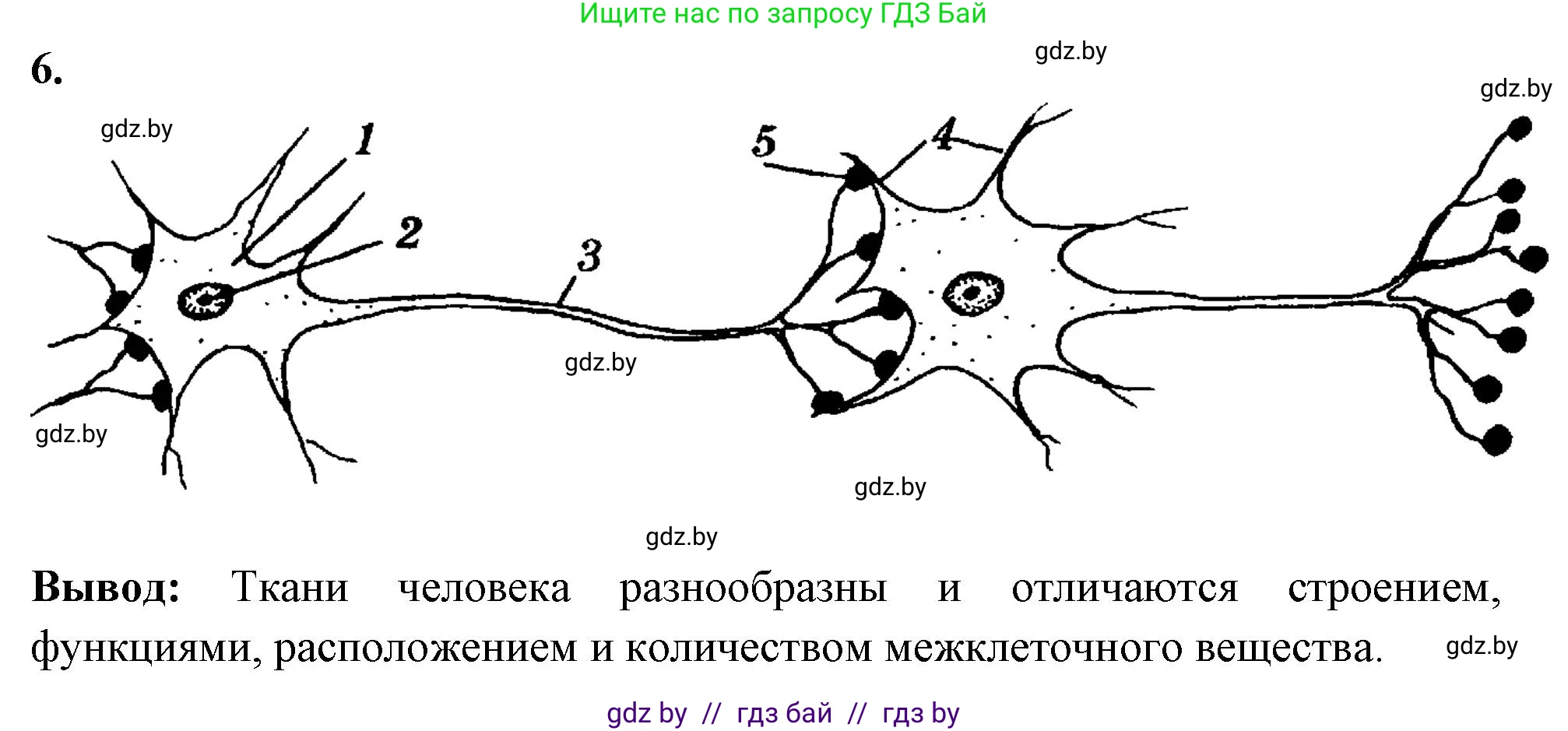 Биология, 9 класс рабочая тетрадь, автор: Лисов Николай Дмитриевич, издательство Аверсэв, Минск, 2021, оранжевого цвета, страница 10, номер 6, Решение