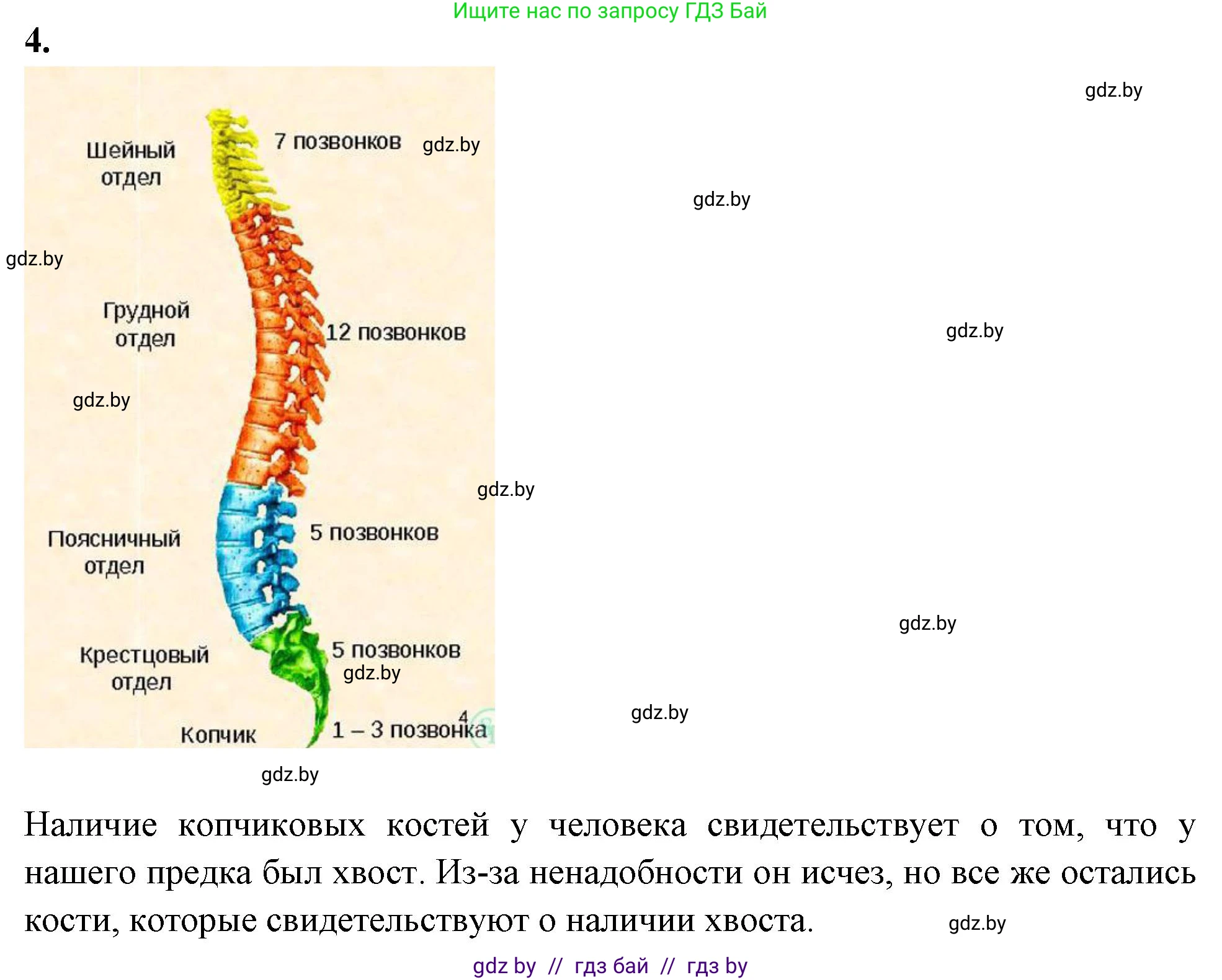 Биология, 9 класс рабочая тетрадь, автор: Лисов Николай Дмитриевич, издательство Аверсэв, Минск, 2021, оранжевого цвета, страница 44, номер 4, Решение