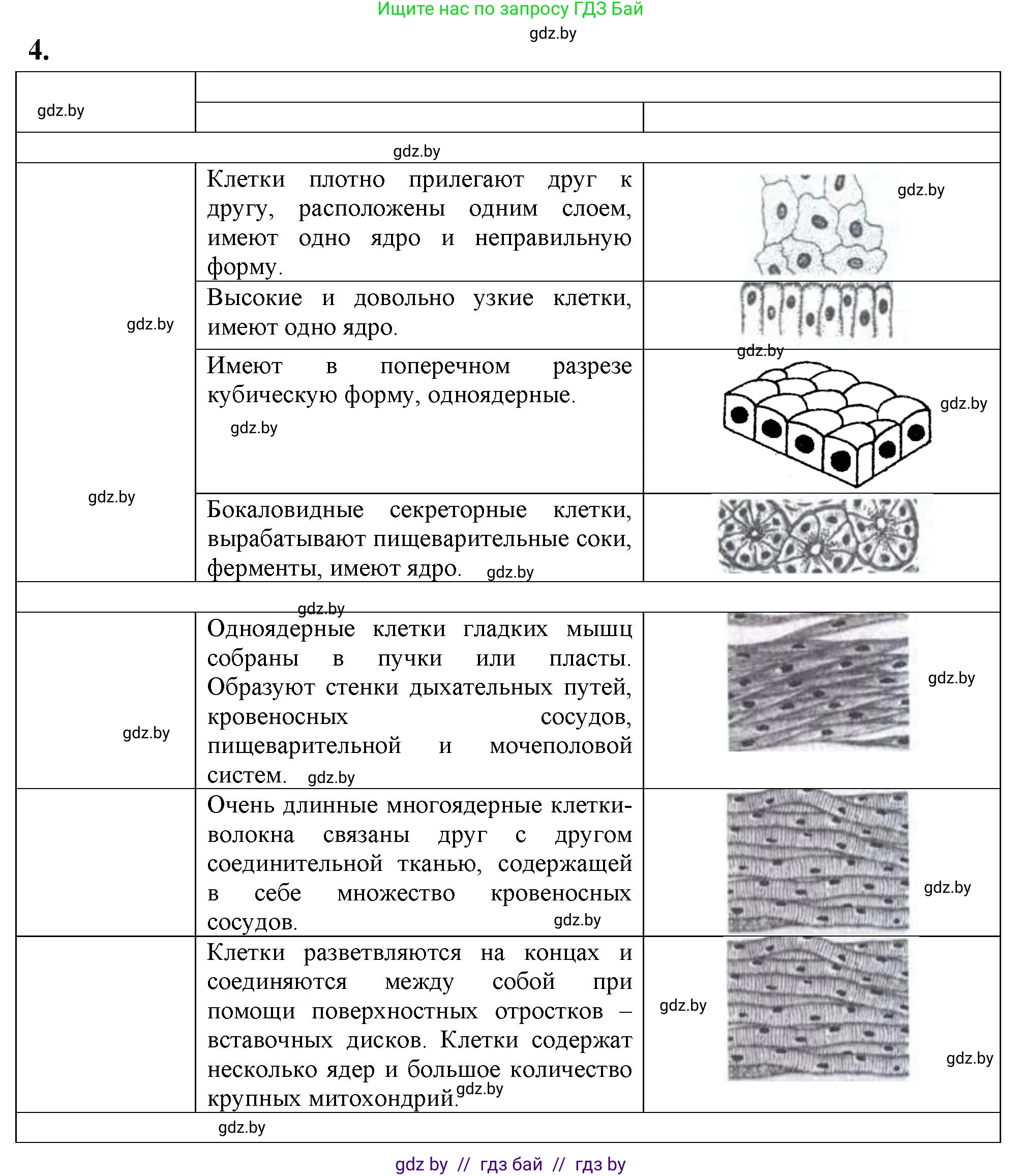 Биология, 9 класс тетрадь для демонстрационных опытов, лабораторных и практических работ, автор: Рогожников Олег Николаевич, издательство Сэр-Вит, Минск, 2023, оранжевого цвета, страница 5, номер 4, Решение