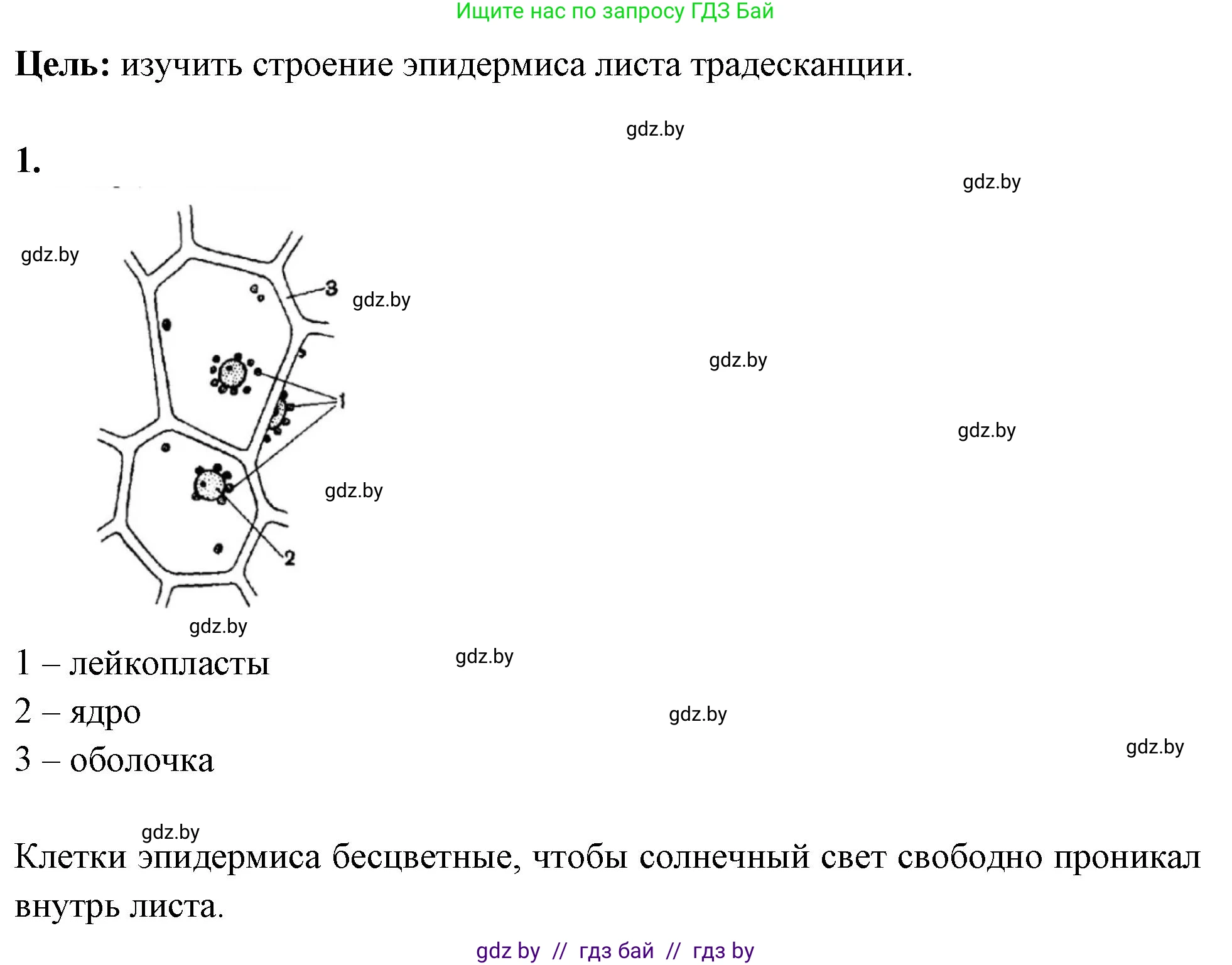 Биология, 10 класс Тетрадь для лабораторных и практических работ, автор: Хруцкая Тамара Викторовна, издательство Аверсэв, Минск, 2020, зелёного цвета, страница 5, номер 1, Решение