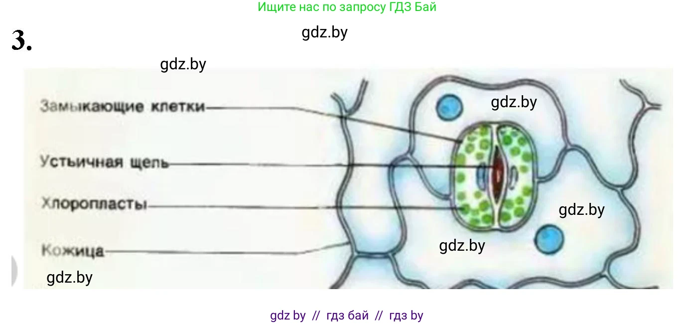 Биология, 10 класс Тетрадь для лабораторных и практических работ, автор: Хруцкая Тамара Викторовна, издательство Аверсэв, Минск, 2020, зелёного цвета, страница 6, номер 3, Решение