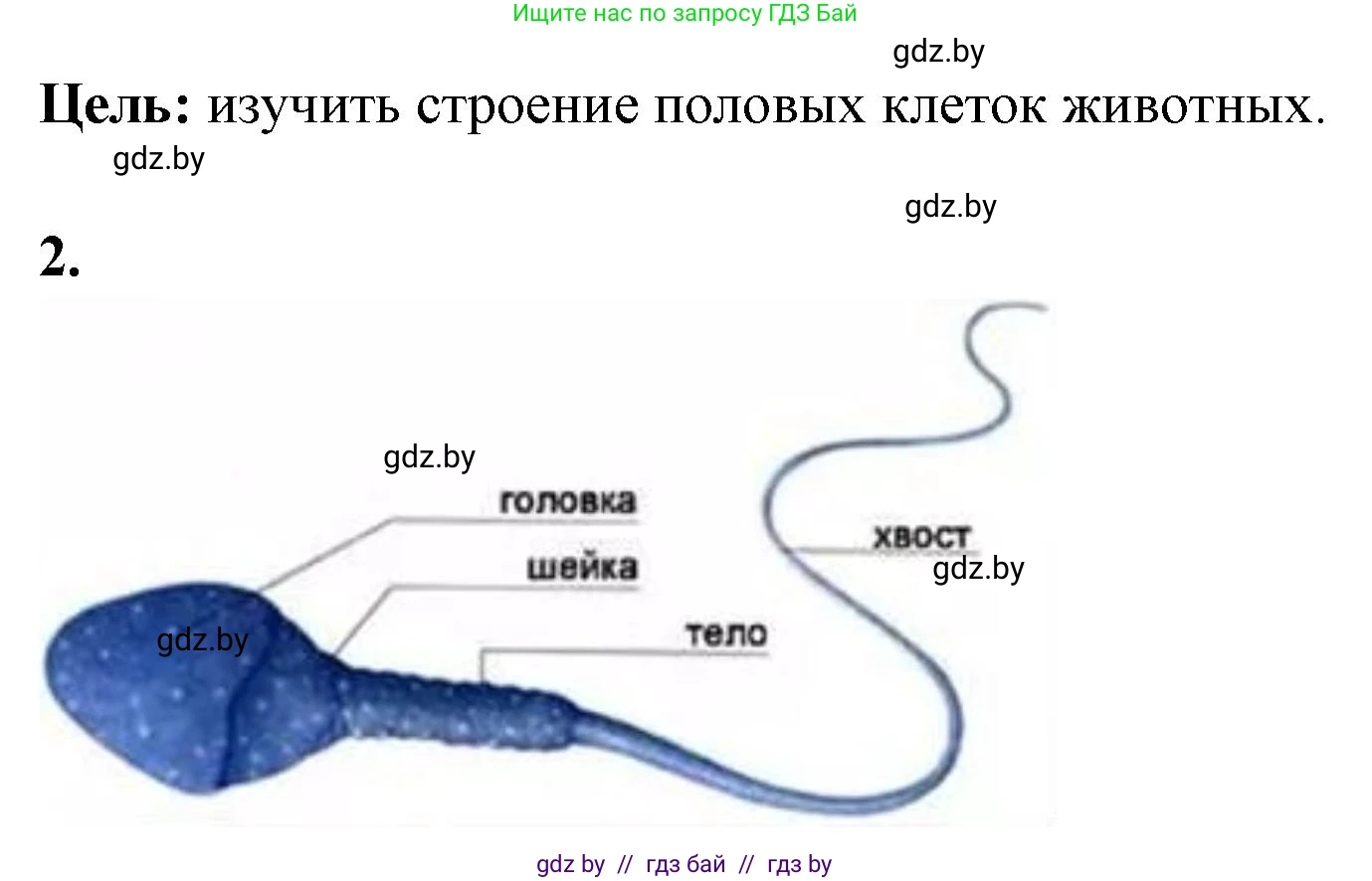 Биология, 10 класс Тетрадь для лабораторных и практических работ, автор: Хруцкая Тамара Викторовна, издательство Аверсэв, Минск, 2020, зелёного цвета, страница 59, номер 2, Решение