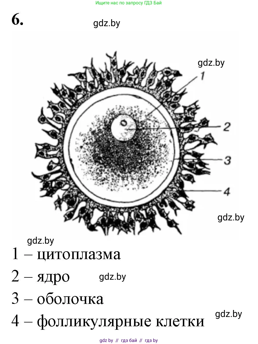 Биология, 10 класс Тетрадь для лабораторных и практических работ, автор: Хруцкая Тамара Викторовна, издательство Аверсэв, Минск, 2020, зелёного цвета, страница 60, номер 6, Решение