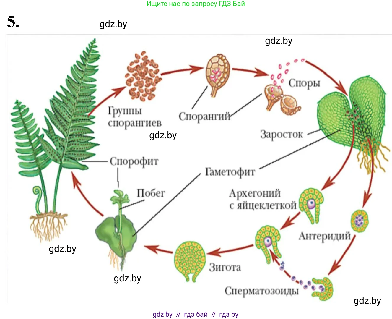 Биология, 10 класс рабочая тетрадь, автор: Хруцкая Тамара Викторовна, издательство Аверсэв, Минск, 2020, оранжевого цвета, страница 62, номер 5, Решение