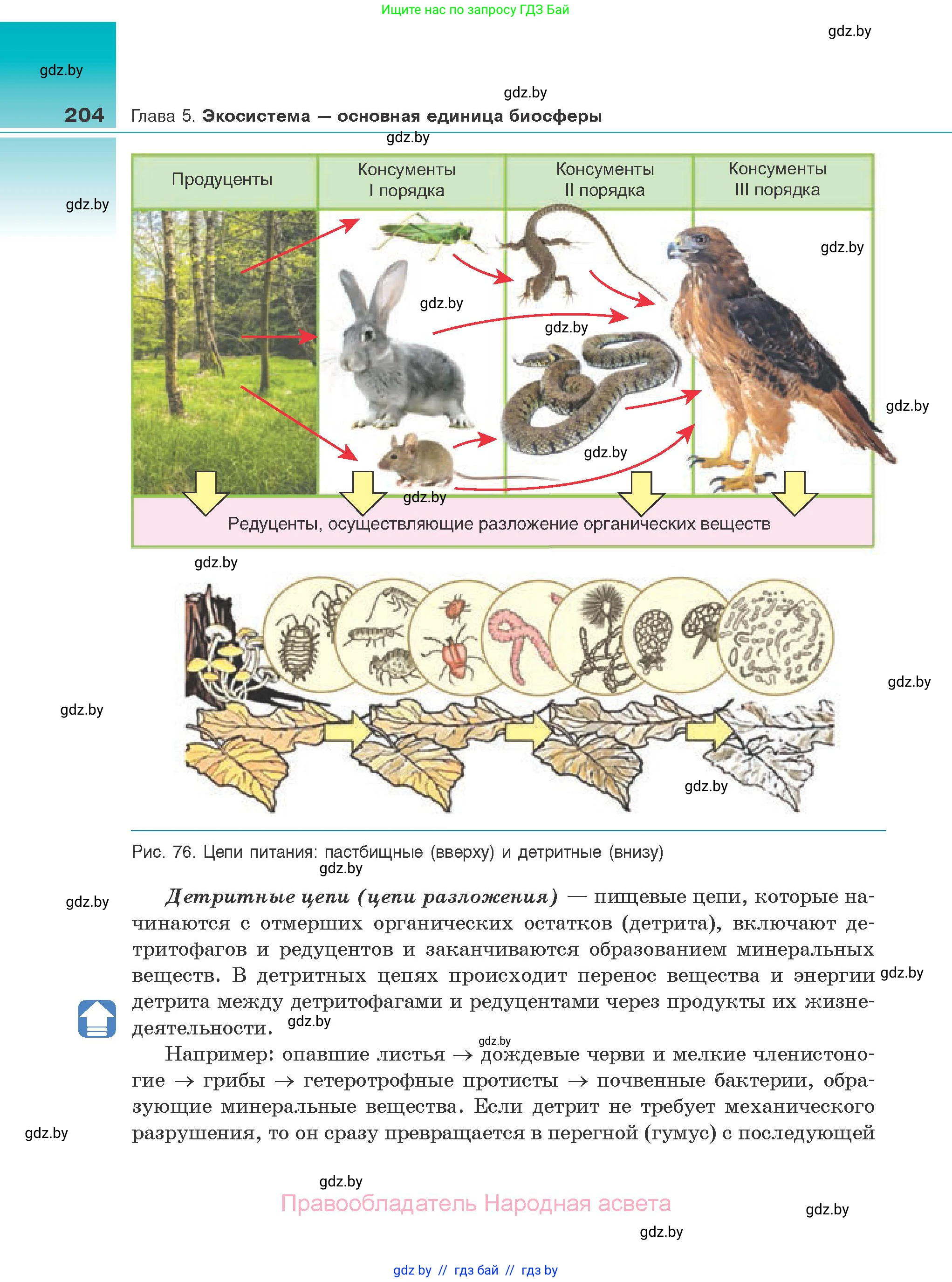 Биология, 10 класс Учебник, авторы: Маглыш Сабина Степановна, Кравченко Вячеслав Анатольевич, Довгун Татьяна Яновна, издательство Народная асвета, Минск, 2020, зелёного цвета, страница 204