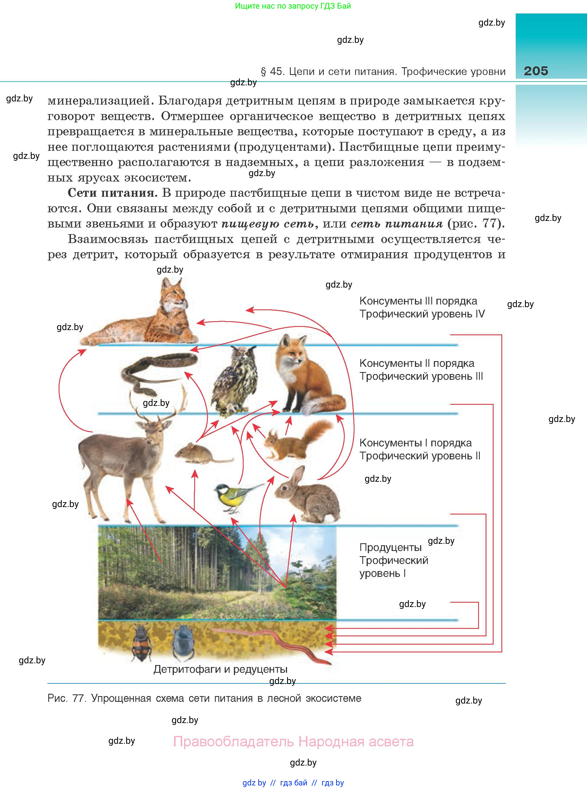 Биология, 10 класс Учебник, авторы: Маглыш Сабина Степановна, Кравченко Вячеслав Анатольевич, Довгун Татьяна Яновна, издательство Народная асвета, Минск, 2020, зелёного цвета, страница 205