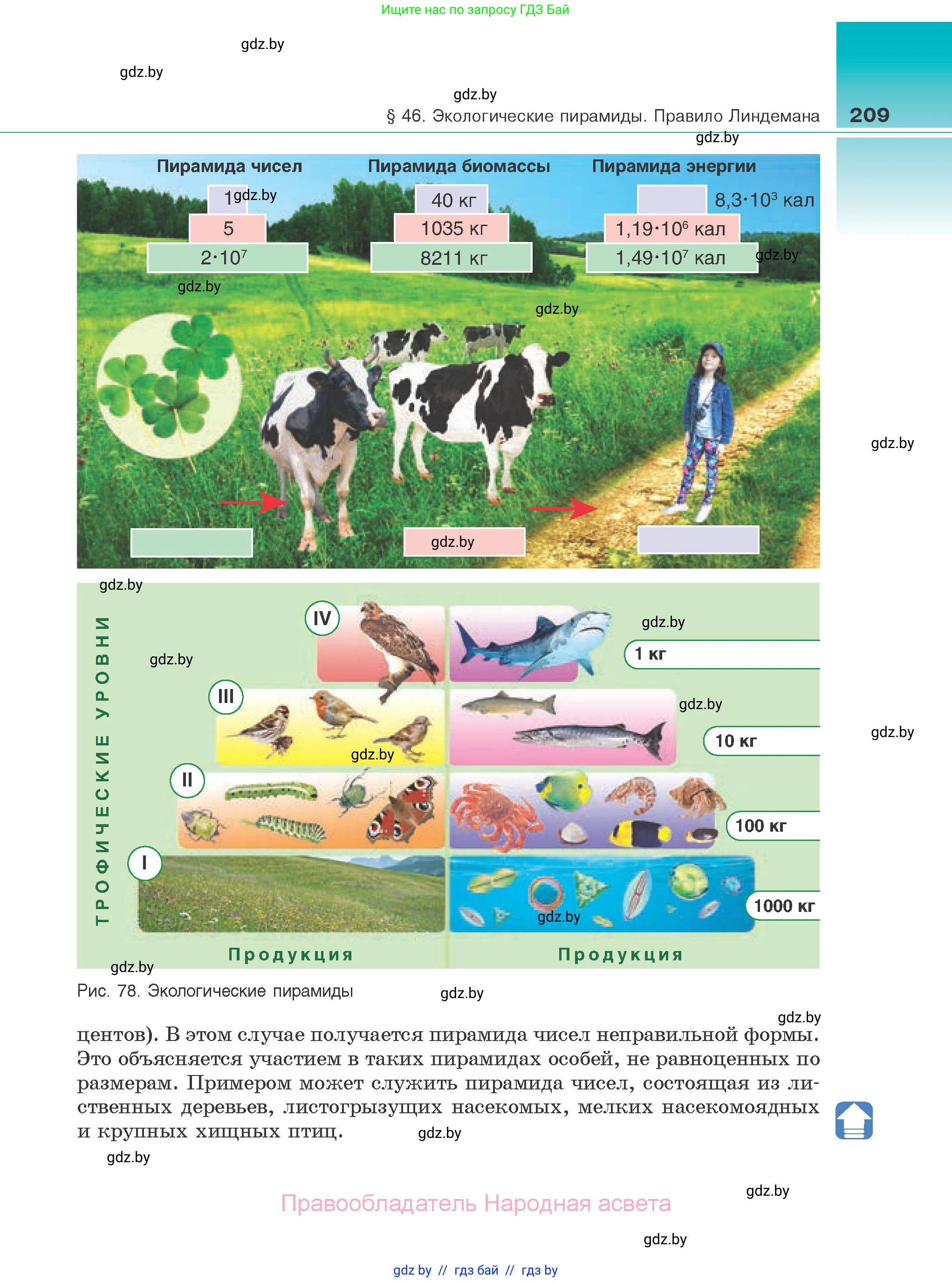 Биология, 10 класс Учебник, авторы: Маглыш Сабина Степановна, Кравченко Вячеслав Анатольевич, Довгун Татьяна Яновна, издательство Народная асвета, Минск, 2020, зелёного цвета, страница 209