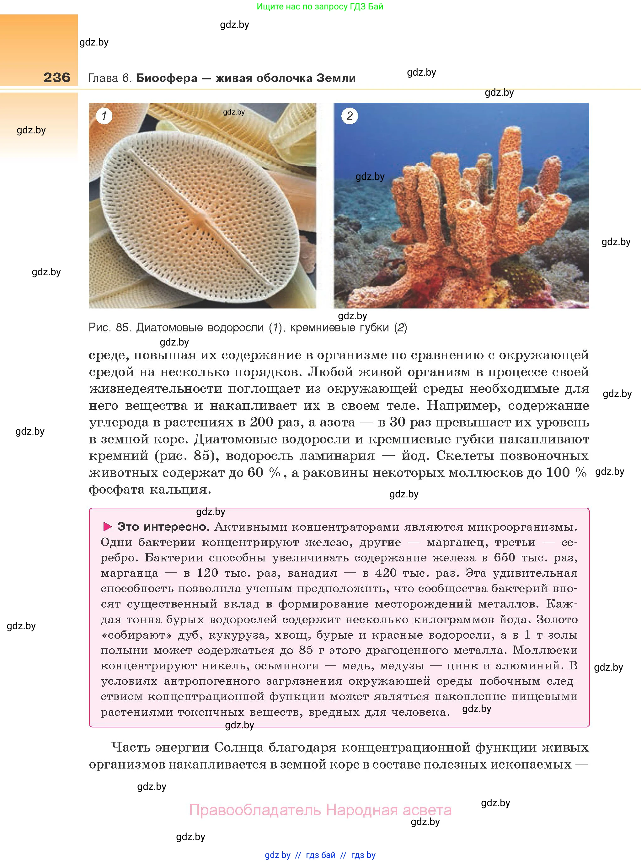 Биология, 10 класс Учебник, авторы: Маглыш Сабина Степановна, Кравченко Вячеслав Анатольевич, Довгун Татьяна Яновна, издательство Народная асвета, Минск, 2020, зелёного цвета, страница 236
