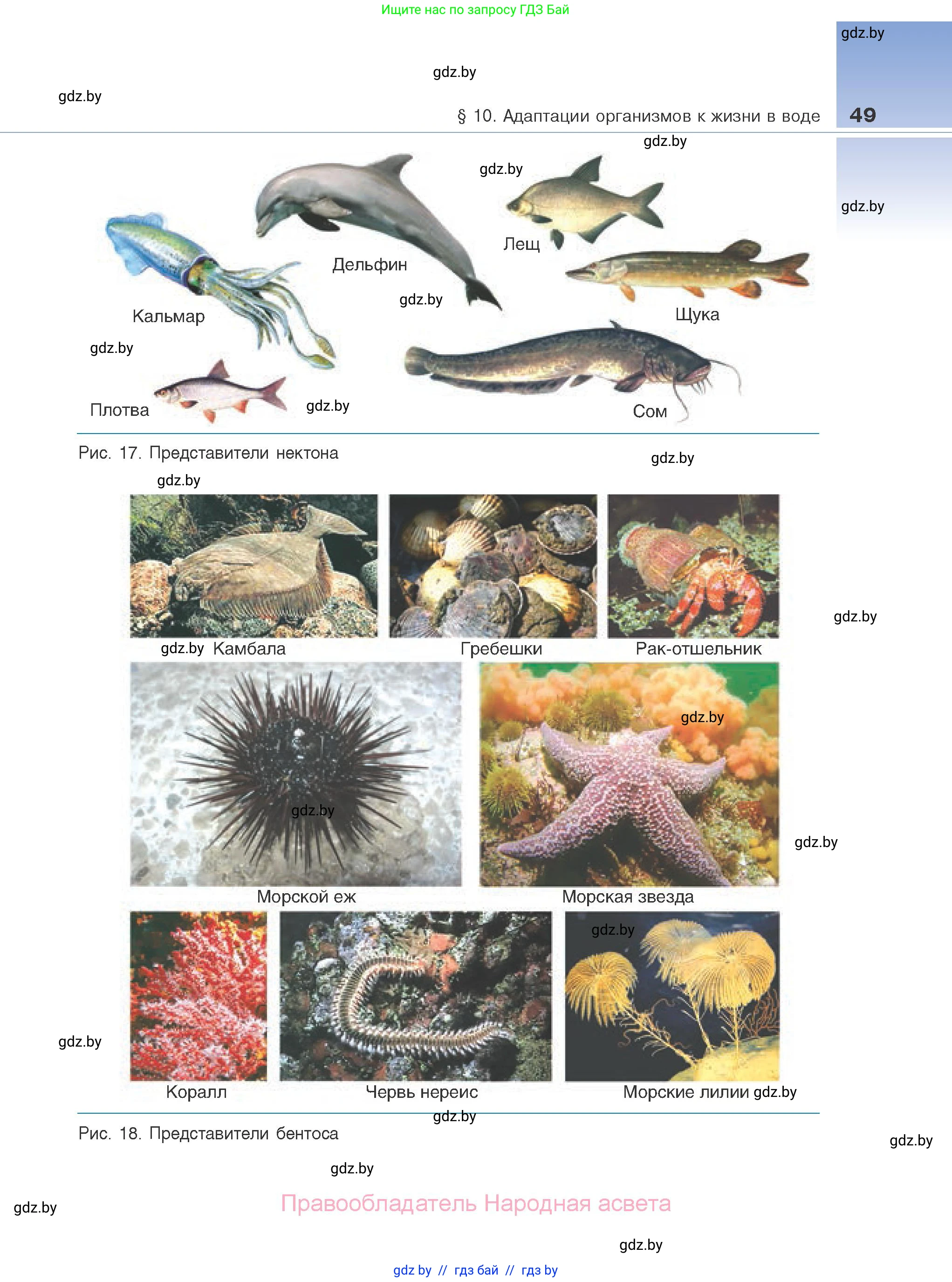 Биология, 10 класс Учебник, авторы: Маглыш Сабина Степановна, Кравченко Вячеслав Анатольевич, Довгун Татьяна Яновна, издательство Народная асвета, Минск, 2020, зелёного цвета, страница 49