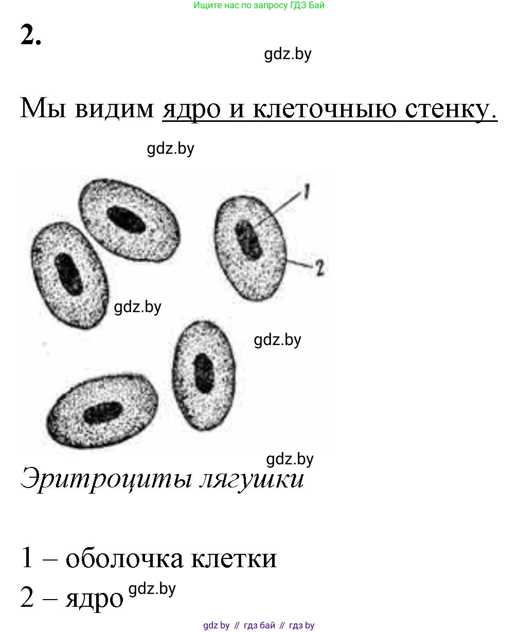 Биология, 11 класс Тетрадь для лабораторных и практических работ, авторы: Дашков Максим Леонидович, Головач Алексей Михайлович, издательство Аверсэв, Минск, 2021, оранжевого цвета, страница 9, номер 2, Решение