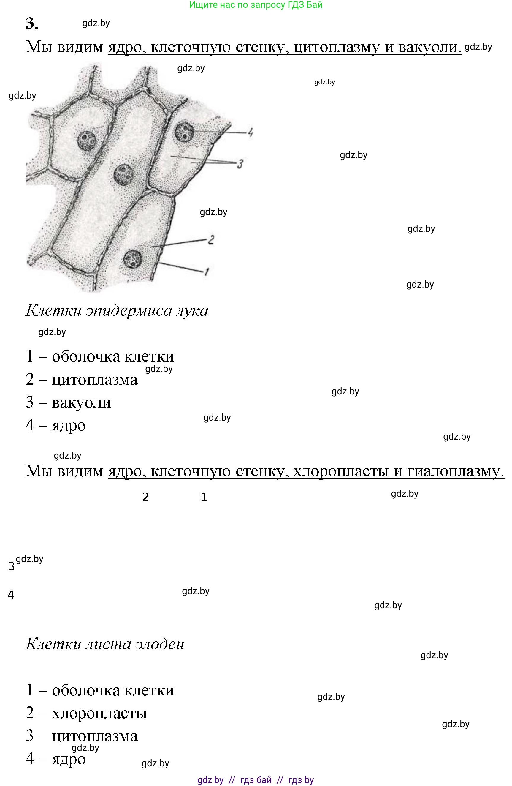 Биология, 11 класс Тетрадь для лабораторных и практических работ, авторы: Дашков Максим Леонидович, Головач Алексей Михайлович, издательство Аверсэв, Минск, 2021, оранжевого цвета, страница 10, номер 3, Решение